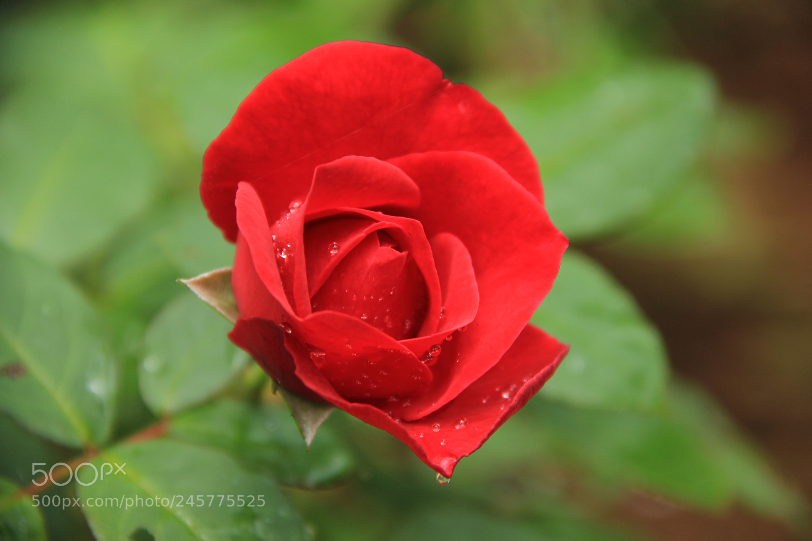 Canon EF-S 18-135mm F3.5-5.6 IS sample photo. Red_rose photography
