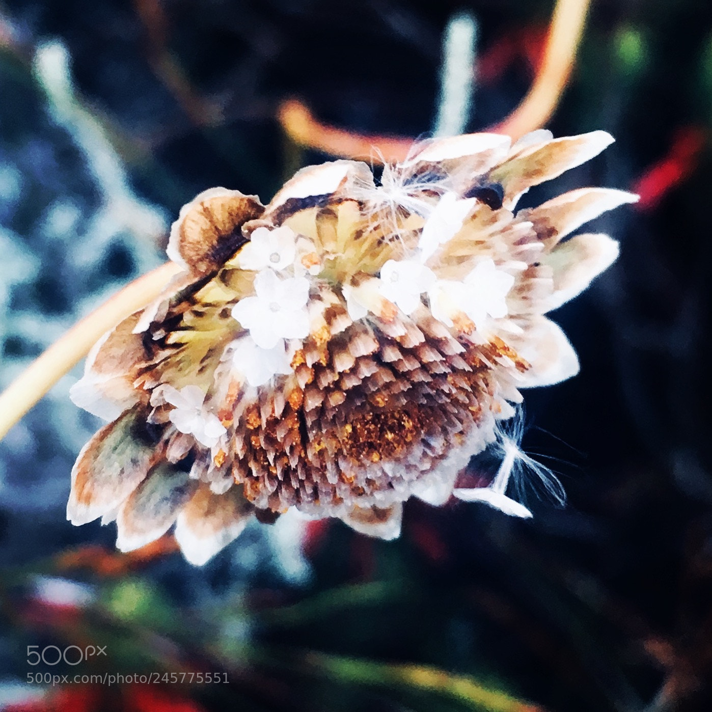 Apple iPhone 6s sample photo. Dried wildflower captured on photography