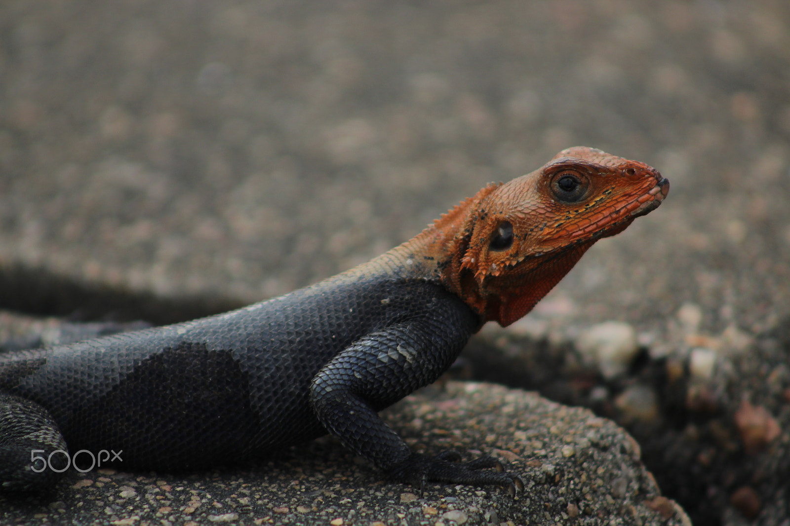 Canon EOS 1300D (EOS Rebel T6 / EOS Kiss X80) + EF75-300mm f/4-5.6 sample photo. Agama lizard photography