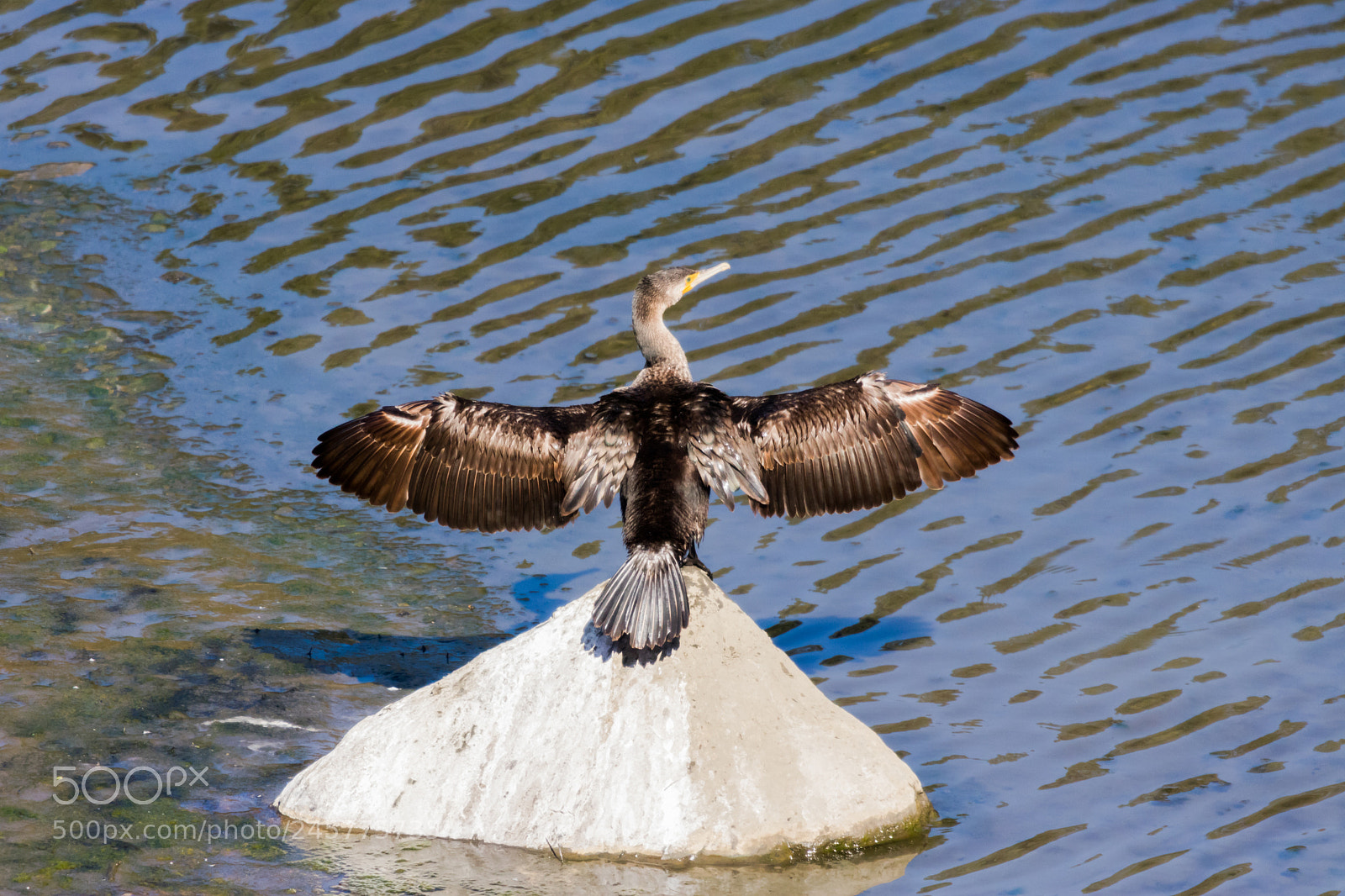 Canon EOS 750D (EOS Rebel T6i / EOS Kiss X8i) sample photo. Cormorant sunbathing photography