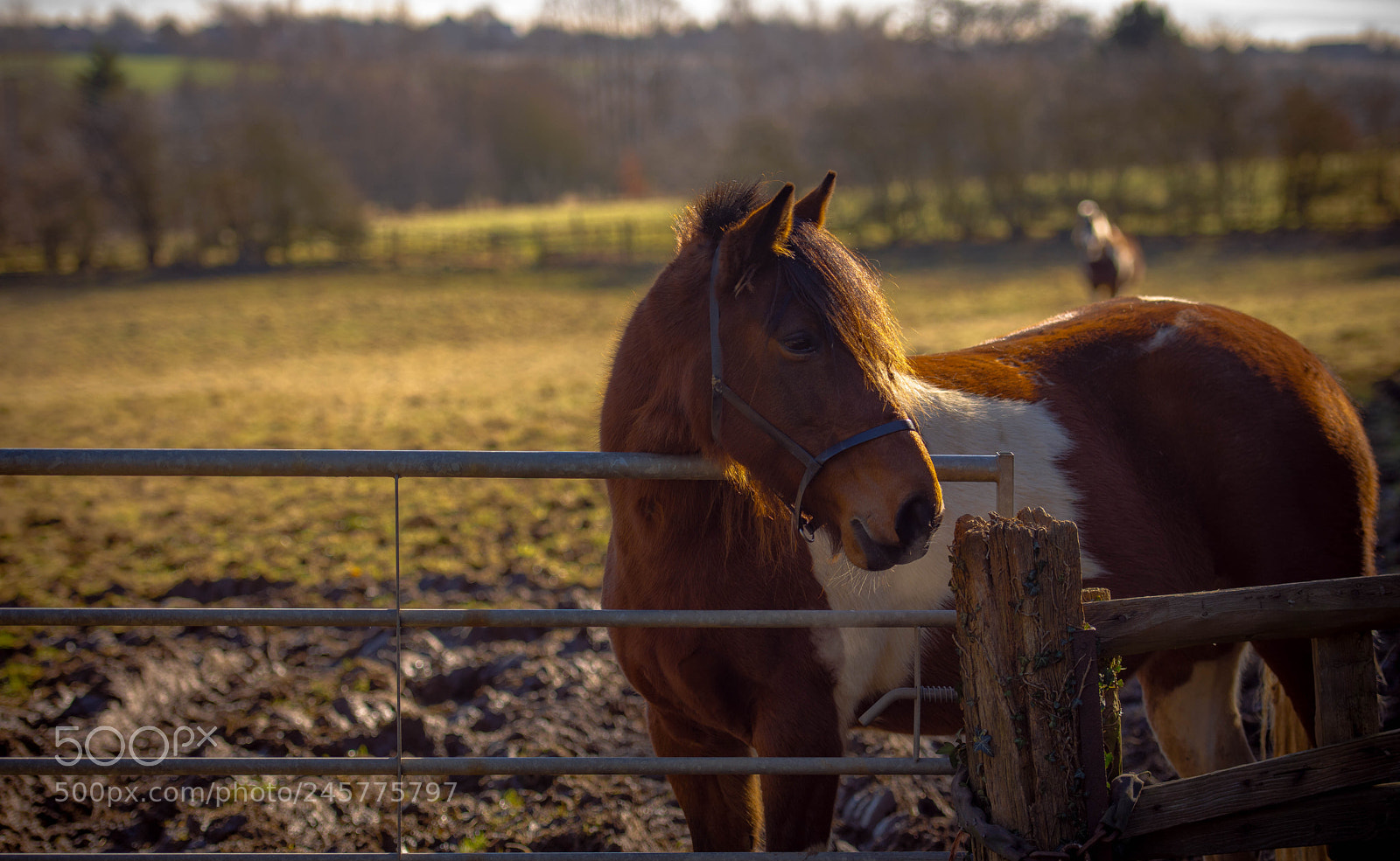 Nikon D7200 sample photo. Horse photography