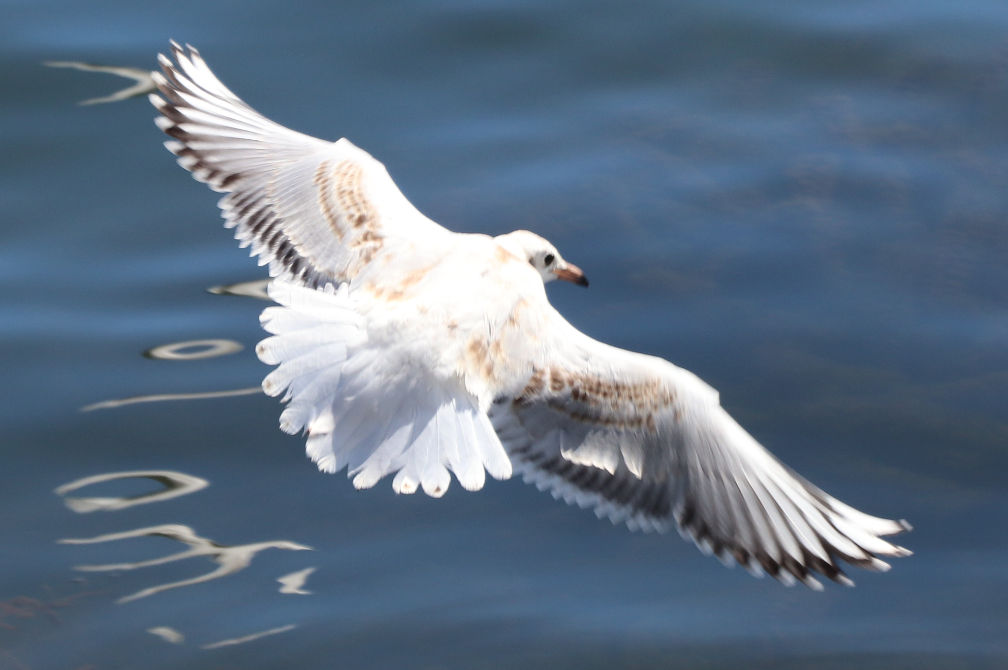 Canon EOS 77D (EOS 9000D / EOS 770D) sample photo. Flying seagull photography