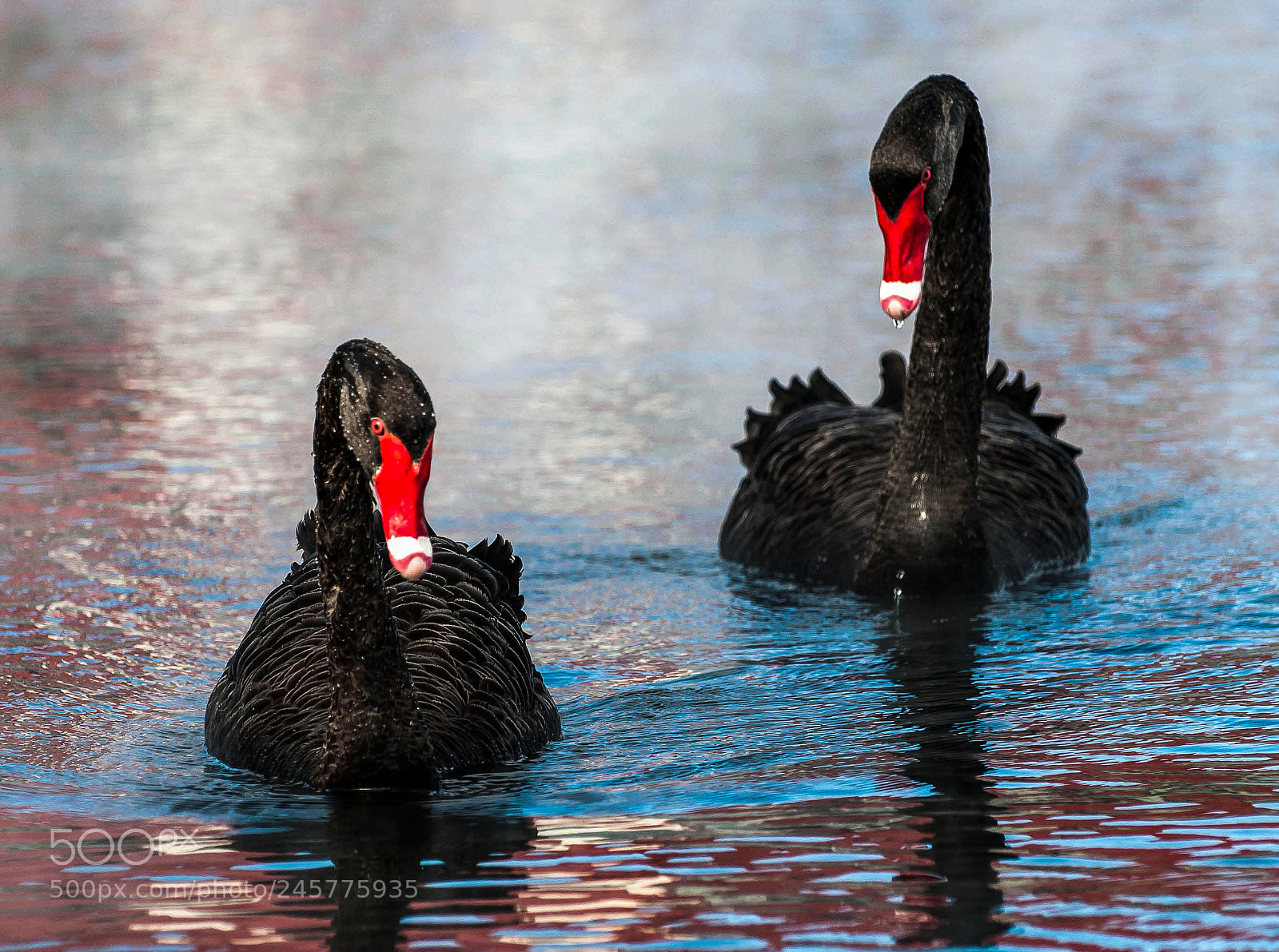 Nikon D90 sample photo. Black swans photography