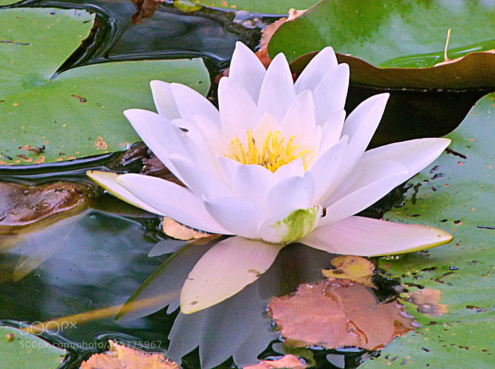 Panasonic Lumix DMC-FZ100 sample photo. Waterlily photography