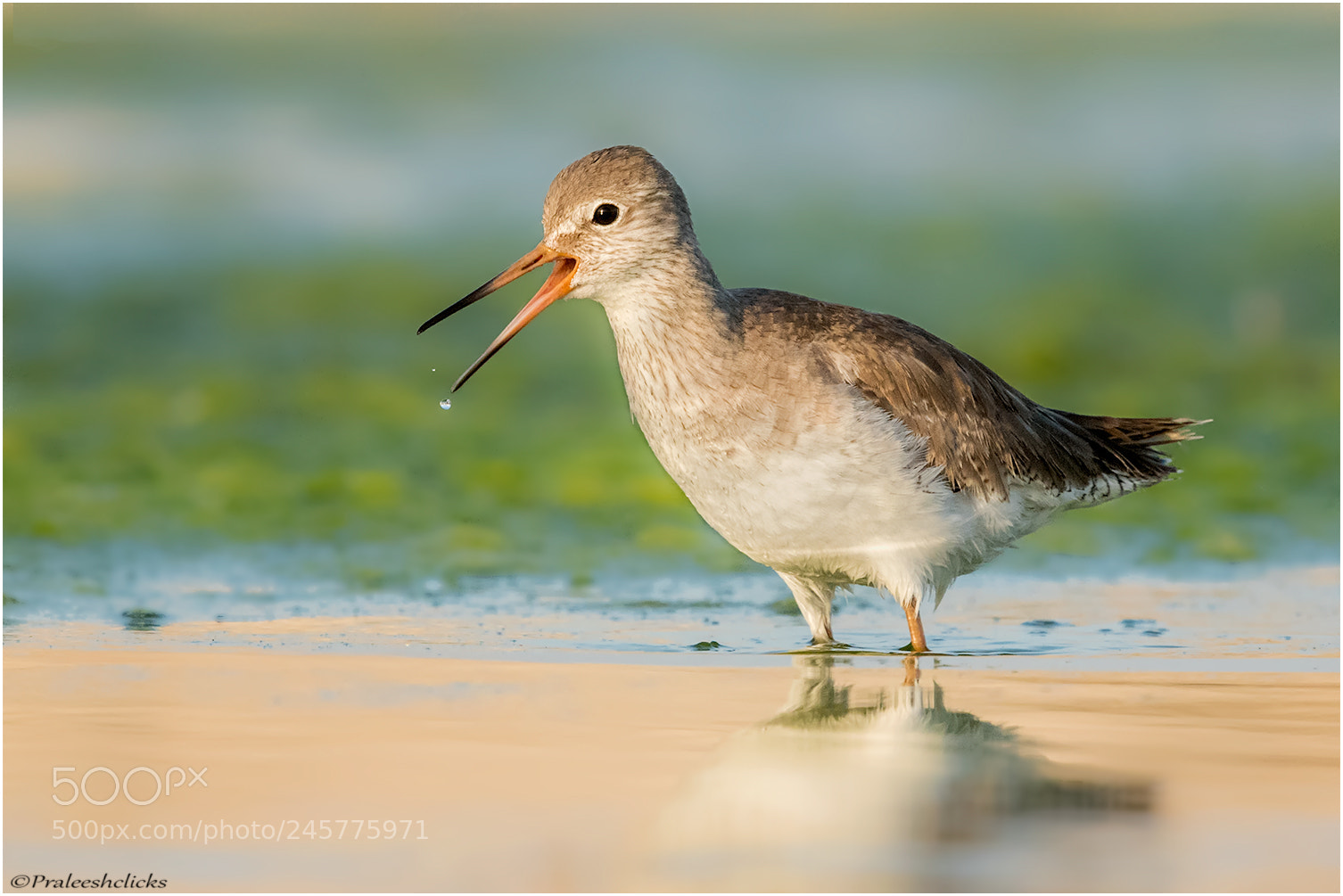 Nikon D500 sample photo. Common redshank photography