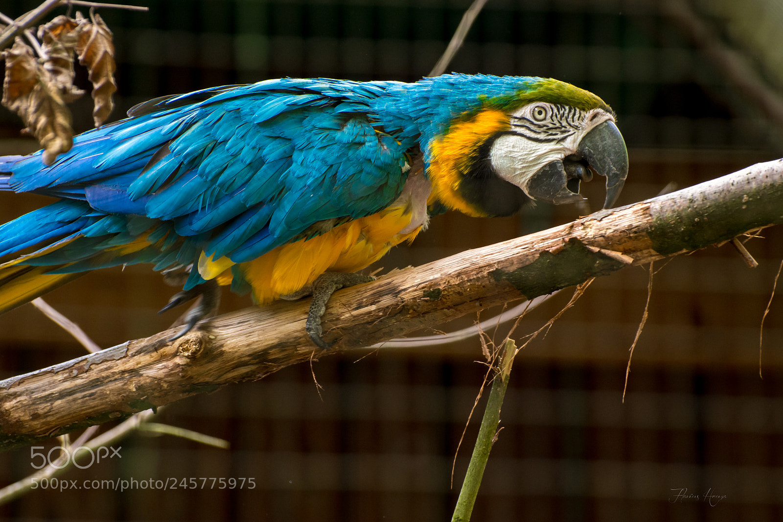 Nikon D7200 sample photo. Parrot photography