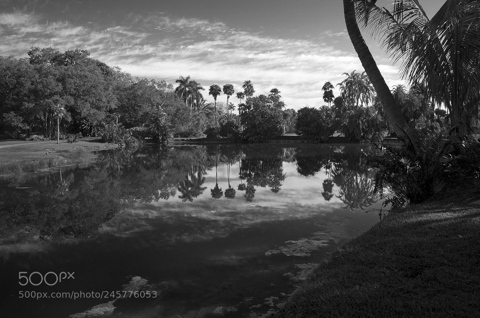Nikon D300S sample photo. Crr bw h photography