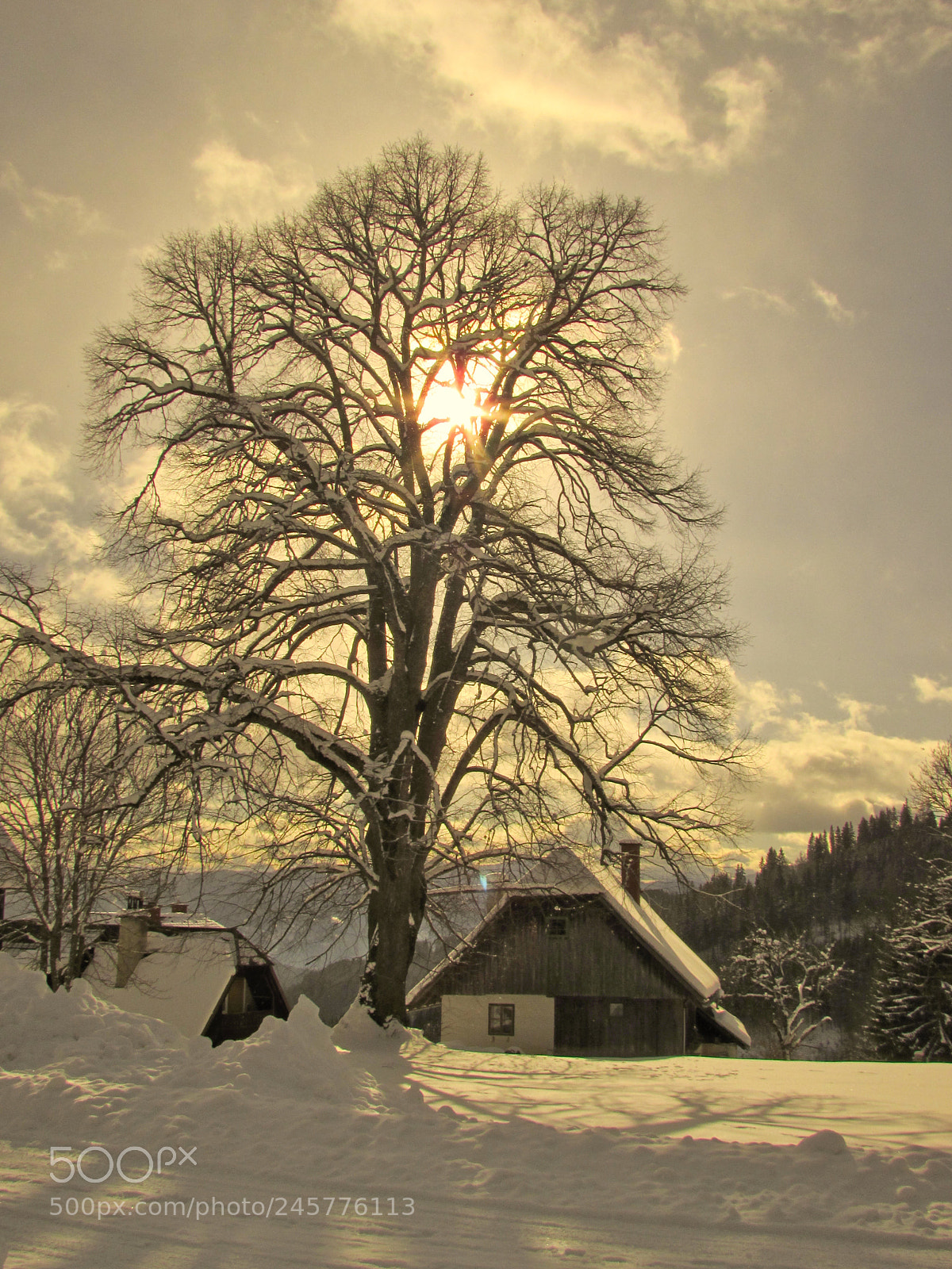 Canon PowerShot SX510 HS sample photo. Back ligt photography
