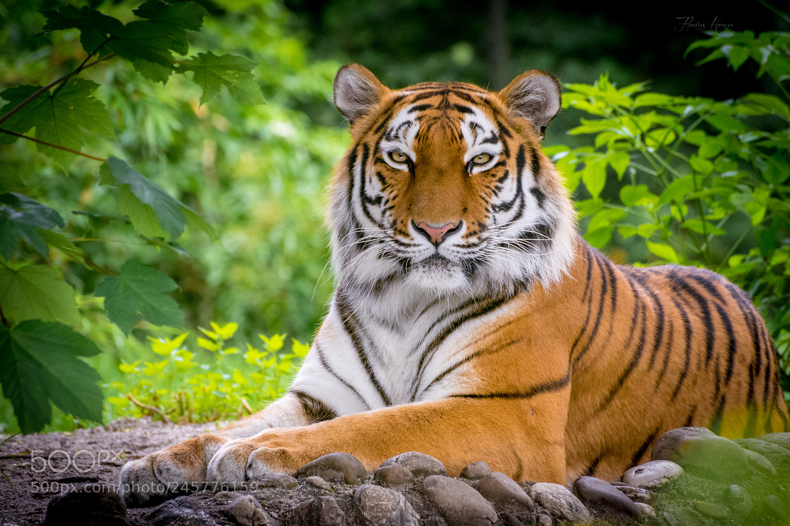 Nikon D7200 sample photo. I see you! photography