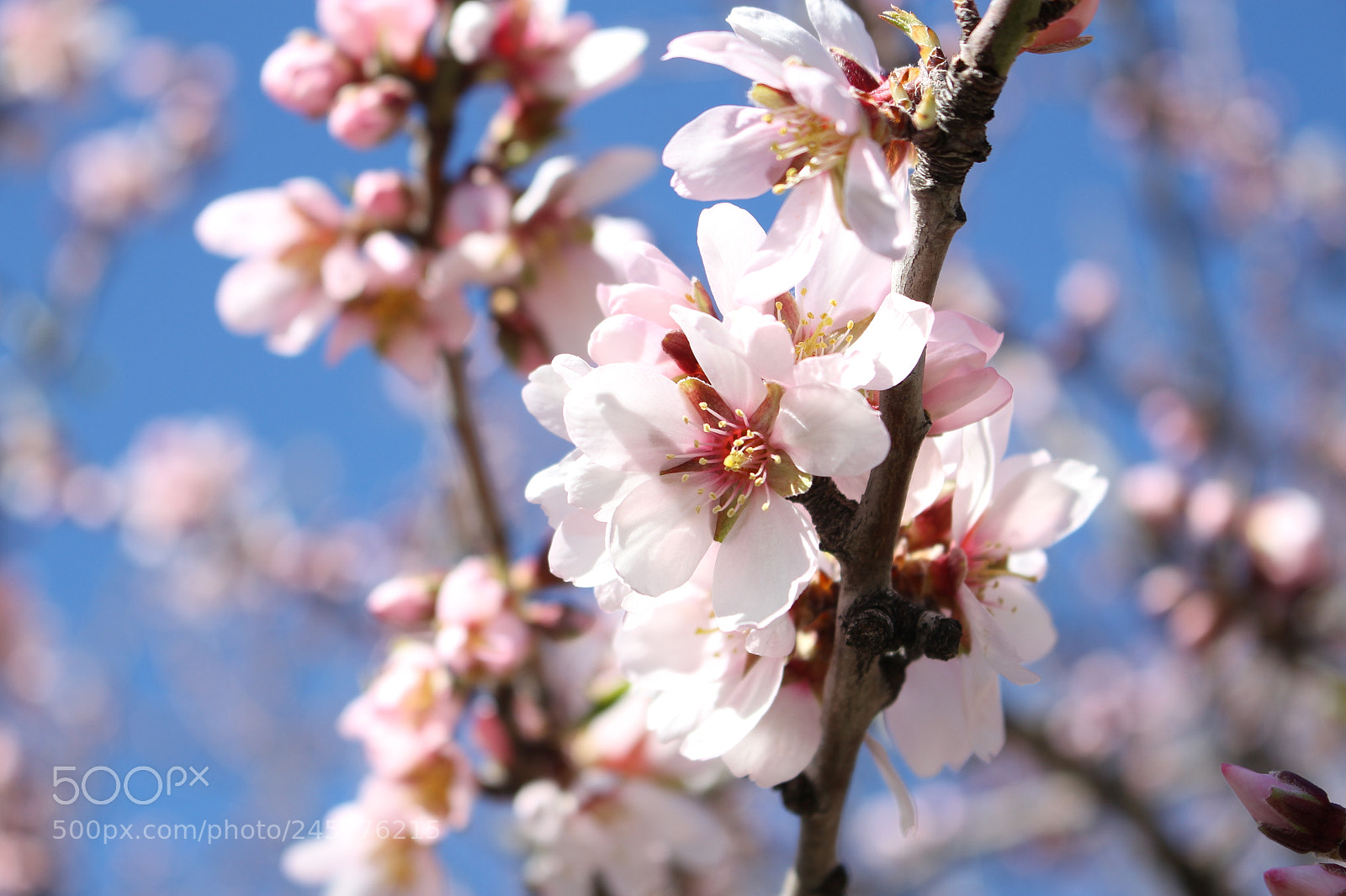 Canon EOS 700D (EOS Rebel T5i / EOS Kiss X7i) sample photo. Untitled photography