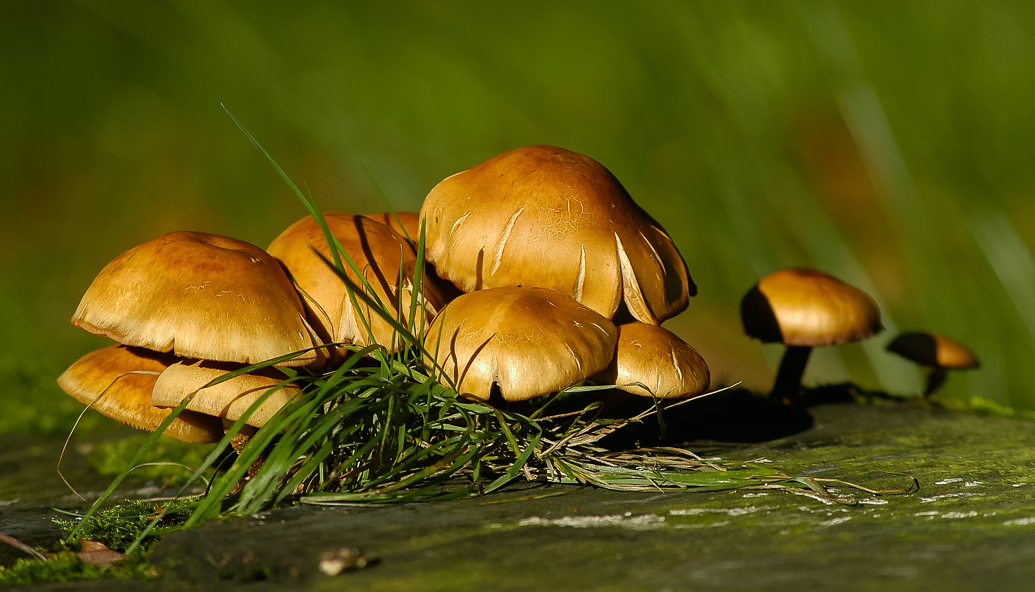 Nikon D100 sample photo. Autumn fungi photography