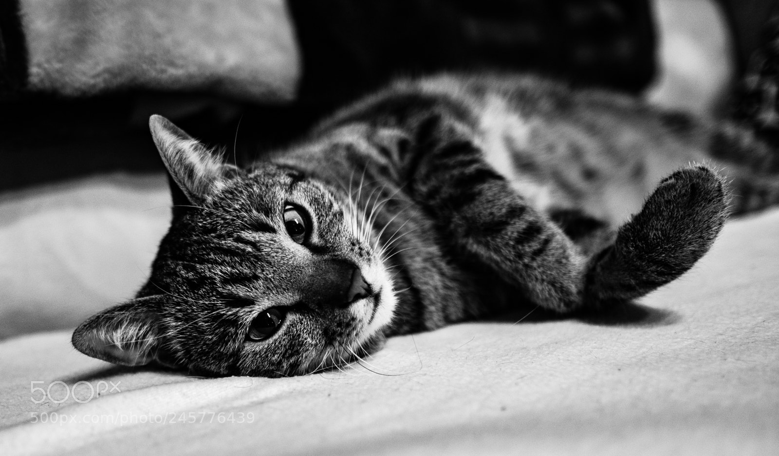 Fujifilm X-T2 sample photo. Cat  glamour photography
