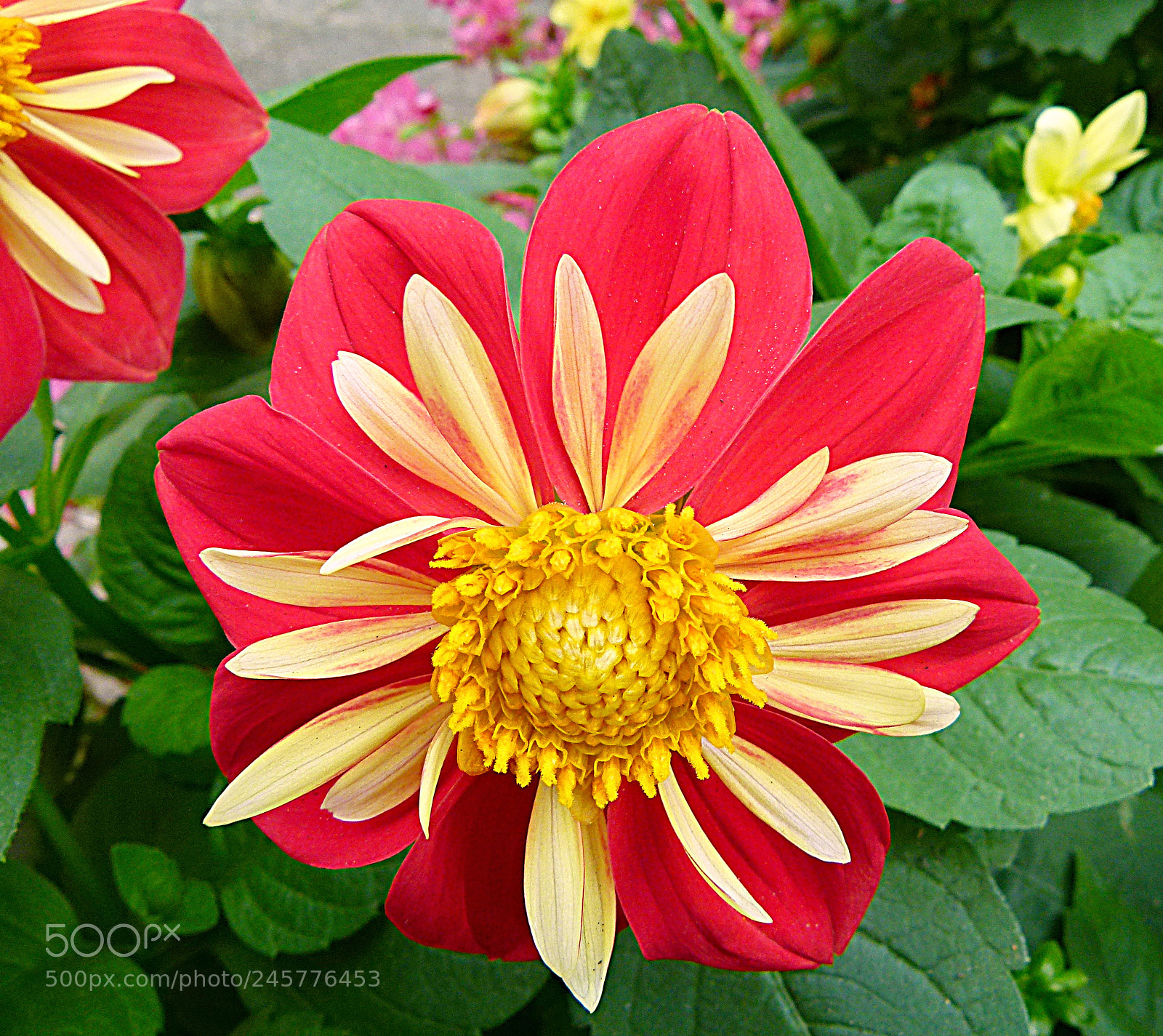 Panasonic Lumix DMC-FZ100 sample photo. Red-yellow flower photography