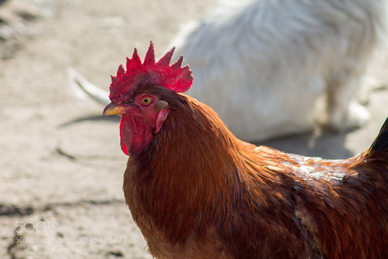 Canon EOS 1100D (EOS Rebel T3 / EOS Kiss X50) sample photo. Rooster photography