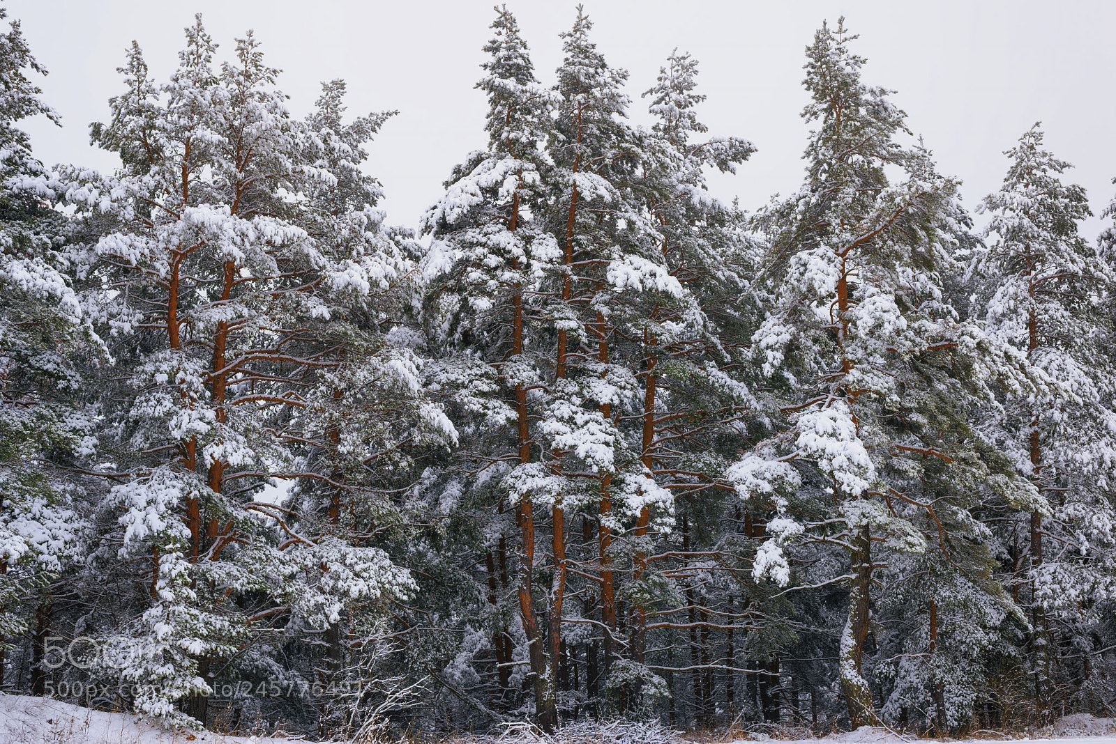 Nikon D610 sample photo. Winter pine forest landscape photography