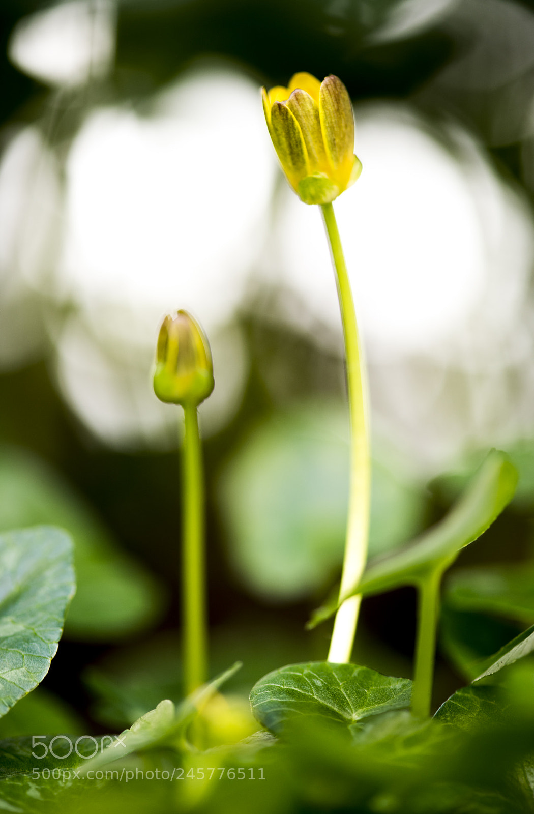 Nikon D850 sample photo. The start of life photography