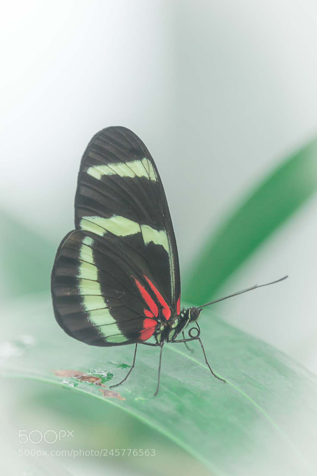 Canon EOS 700D (EOS Rebel T5i / EOS Kiss X7i) sample photo. Butterfly close up photography