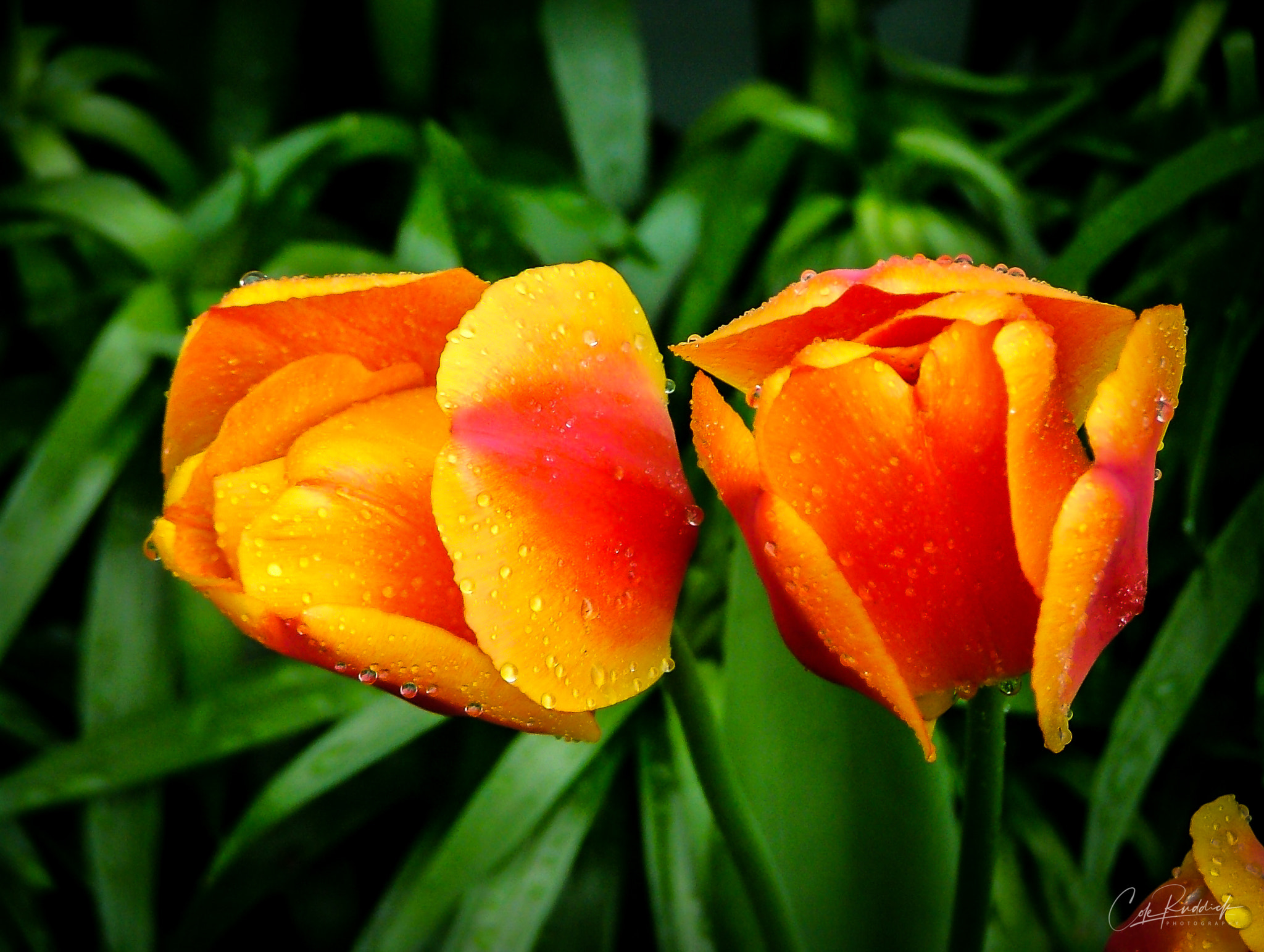 Fujifilm FinePix S5000 sample photo. Tulips after the rain photography