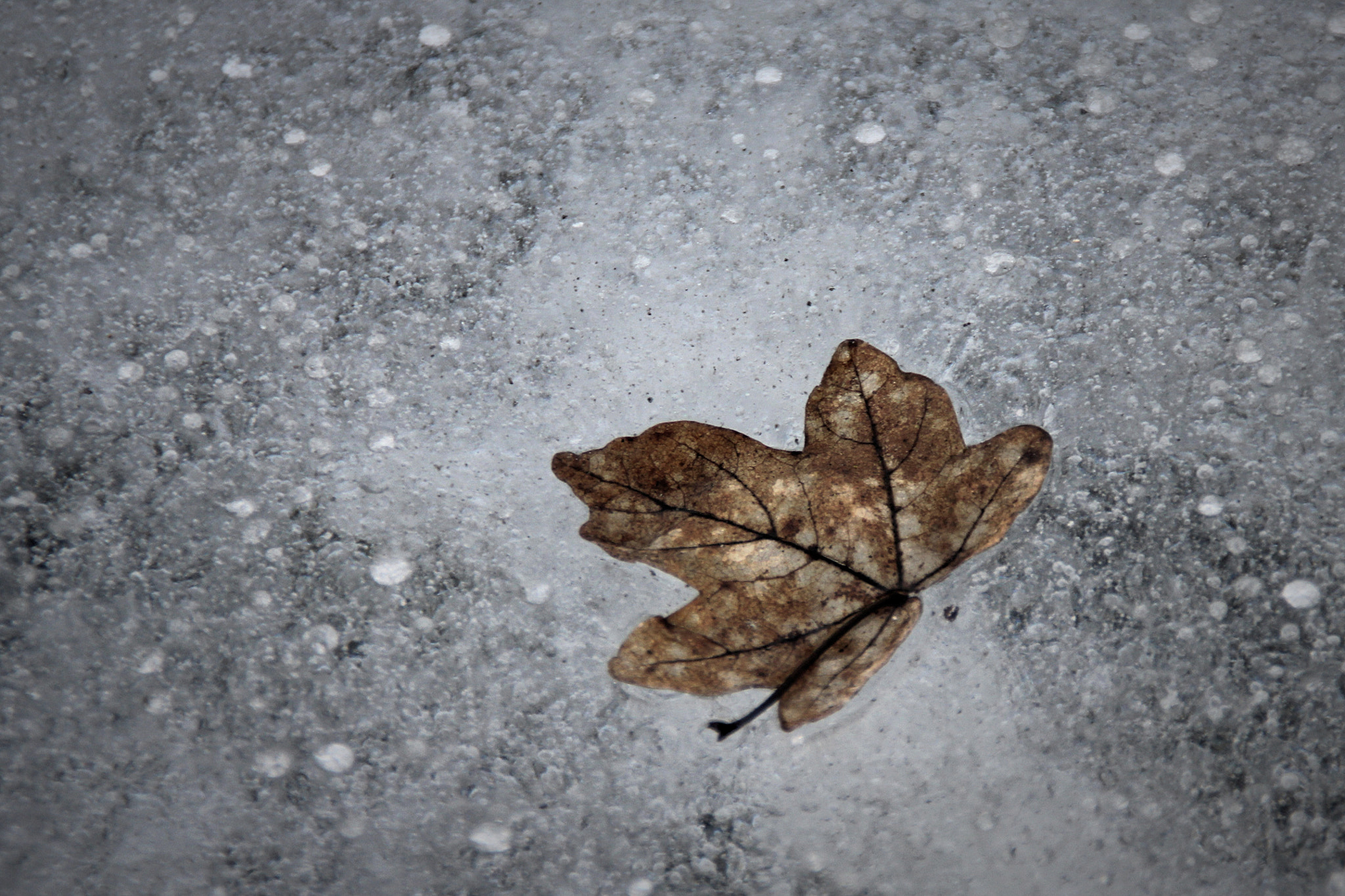 Canon EOS 550D (EOS Rebel T2i / EOS Kiss X4) sample photo. Frozen leaf photography