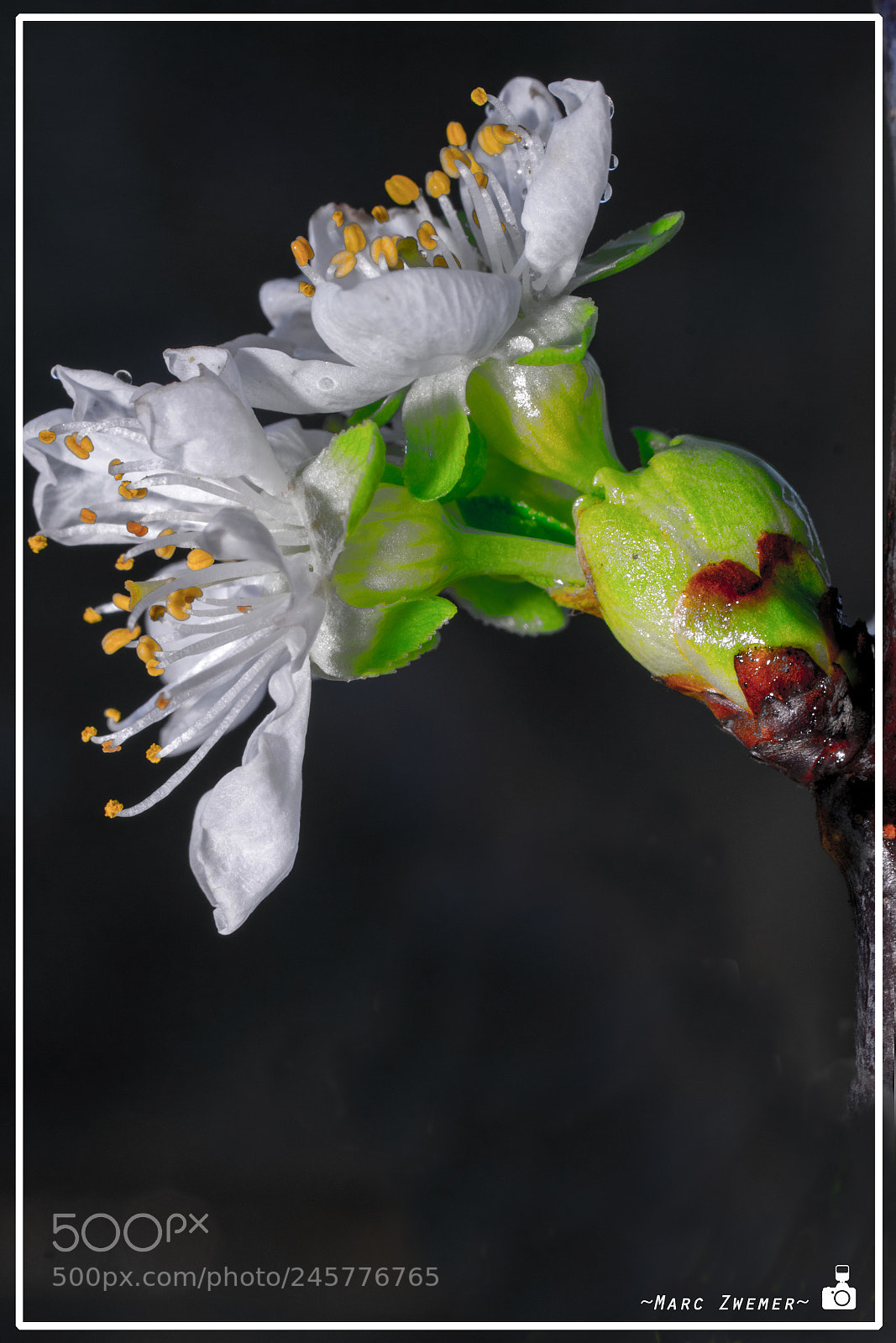 Sony ILCA-77M2 sample photo. Do you want me...? photography