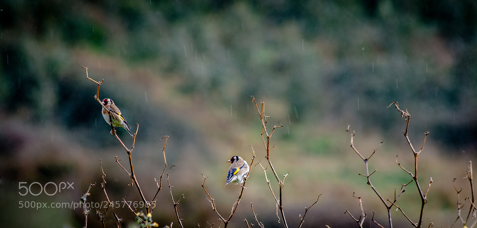 Nikon D7100 sample photo. Singing in the rain photography