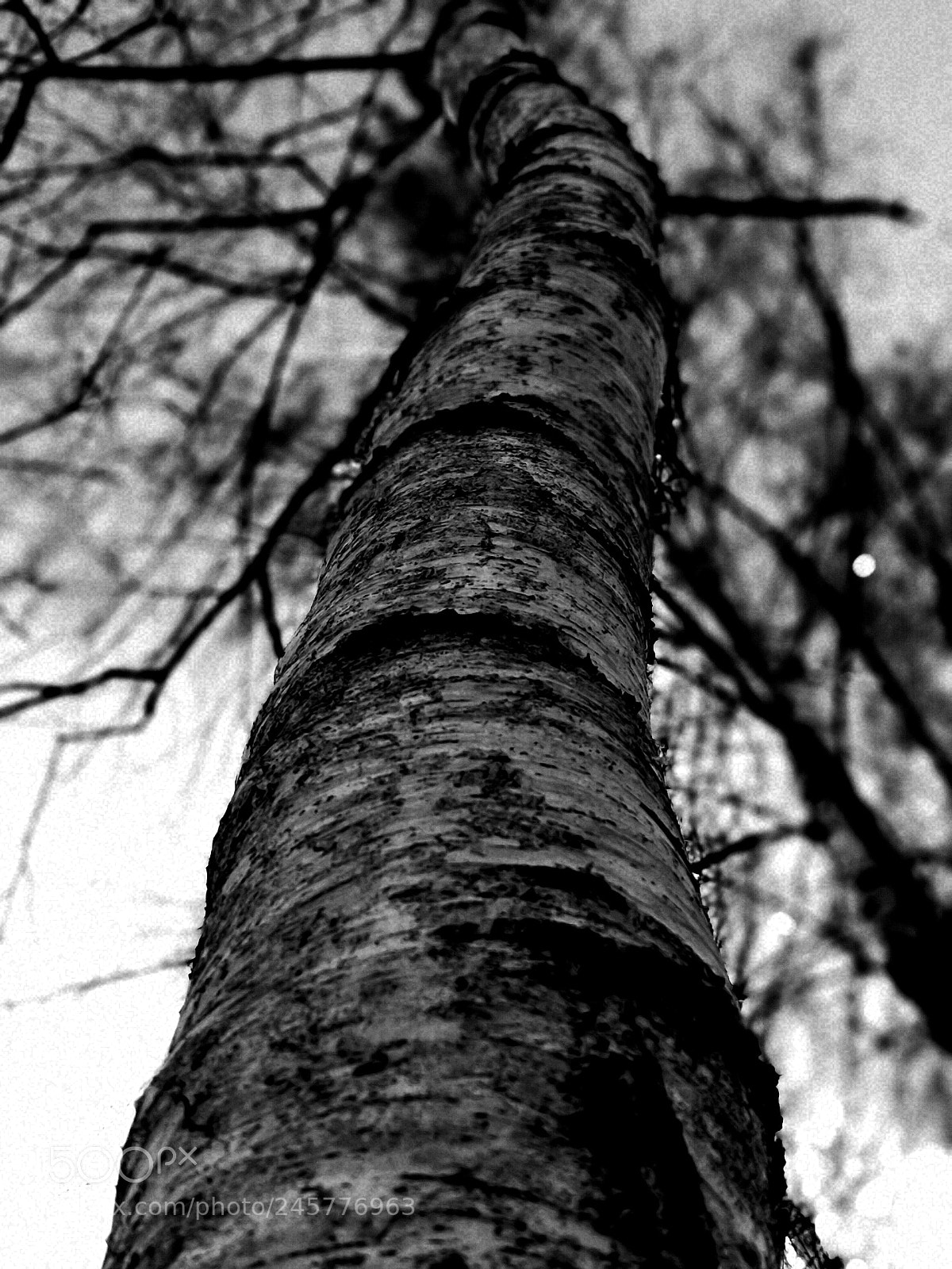 HUAWEI P10 Plus sample photo. B/w photography