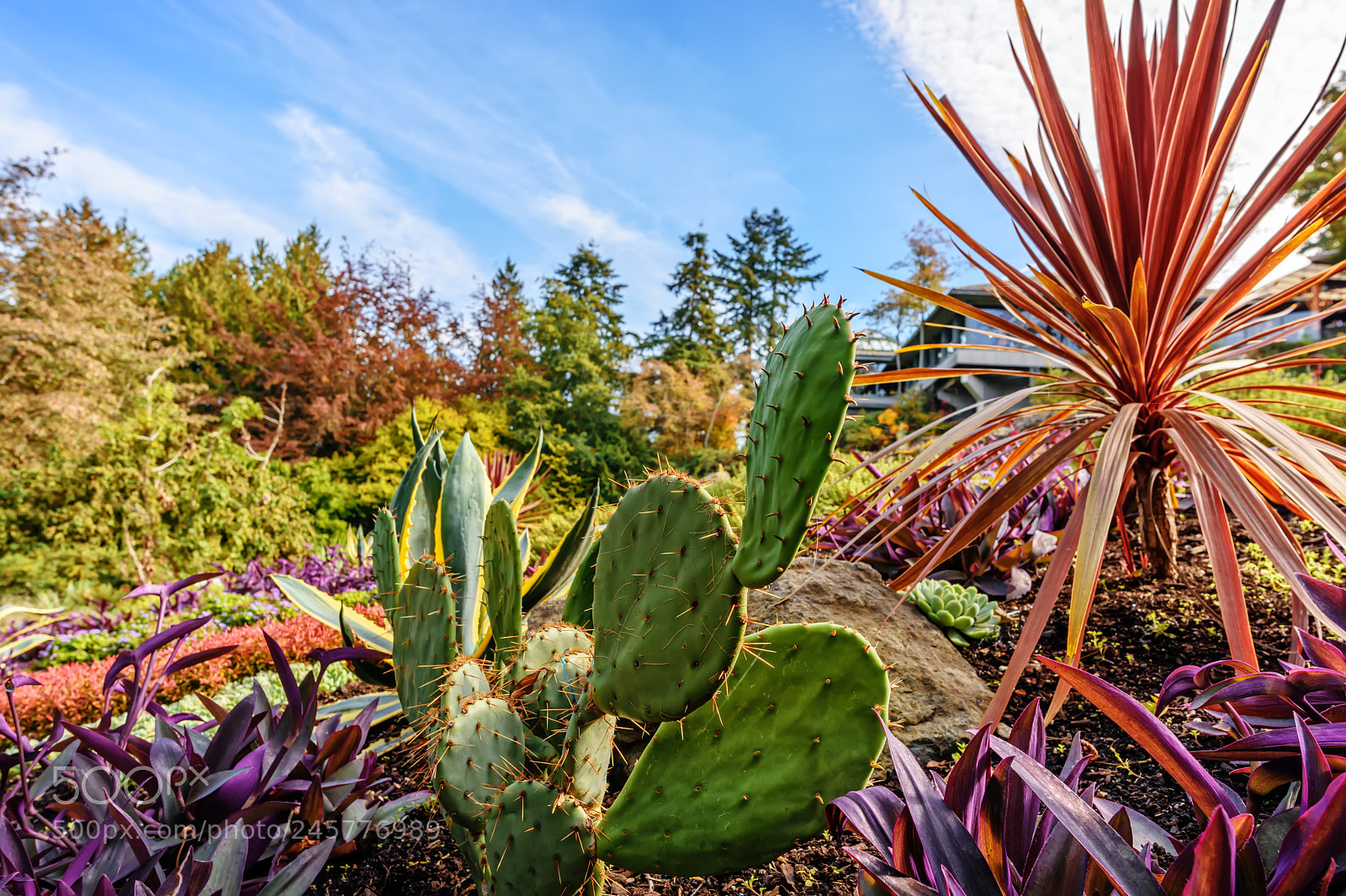 Nikon D810 sample photo. Green, prickly cactus flower photography