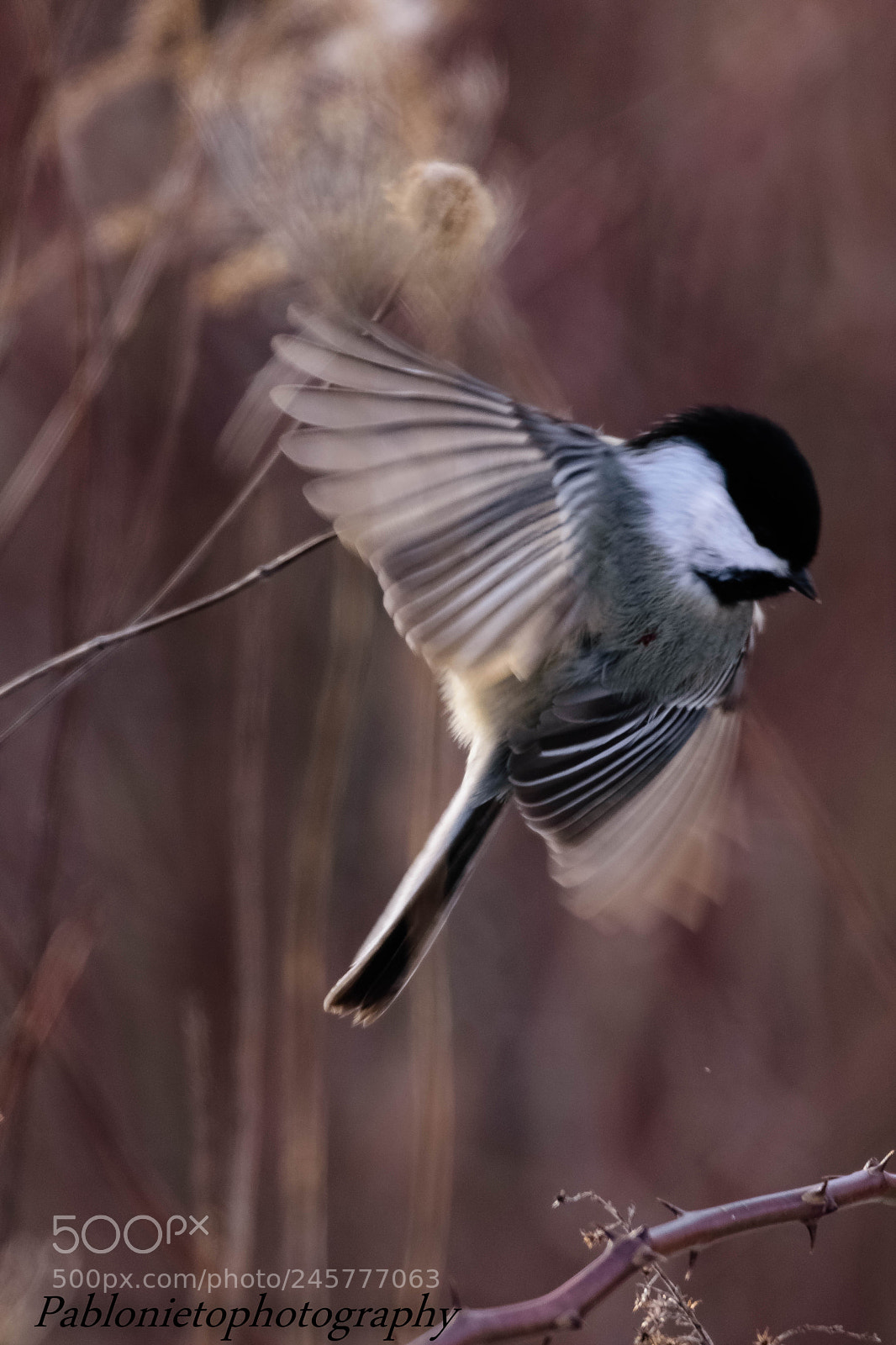 Nikon D7200 sample photo. Dancing bird photography