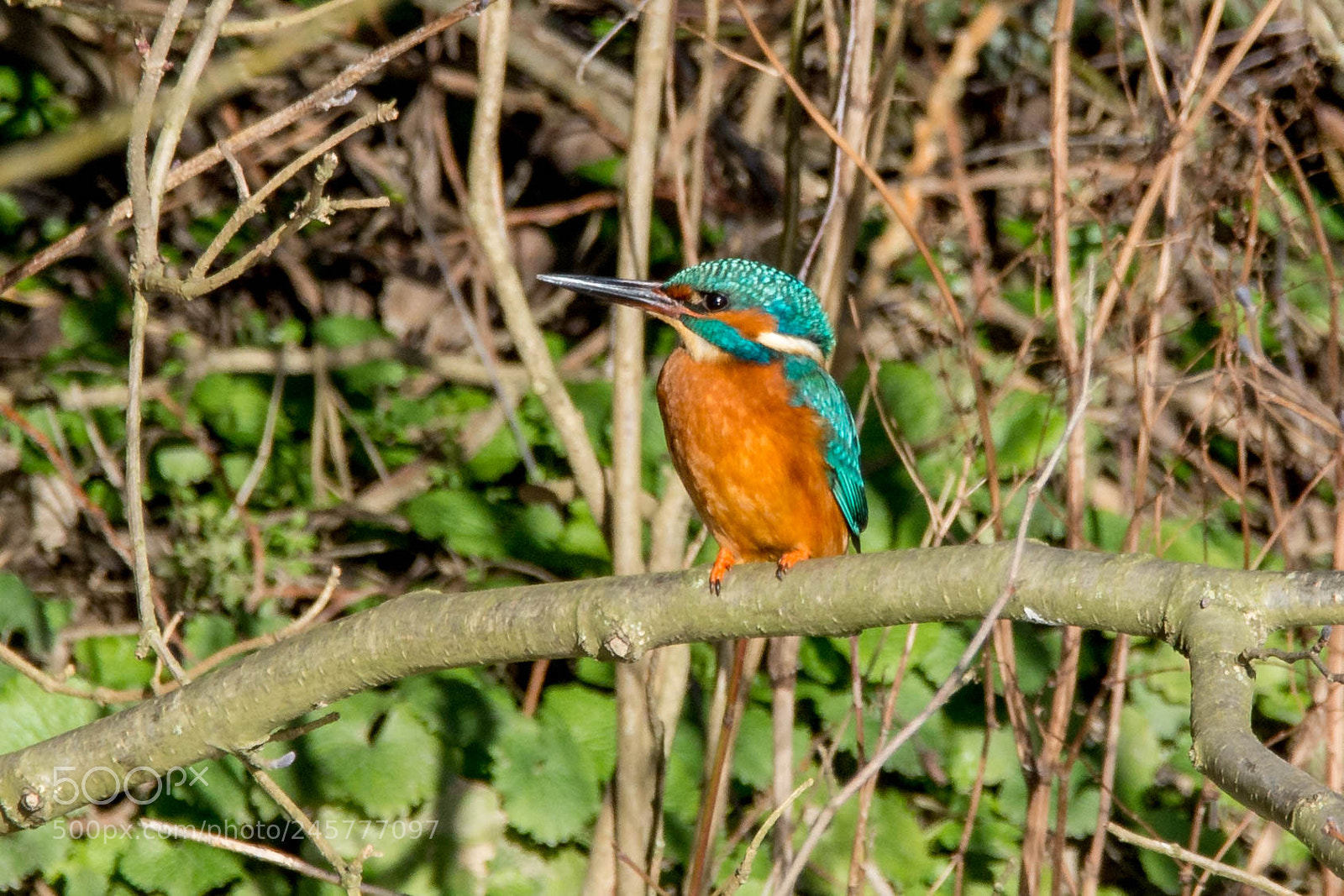 Nikon D7200 sample photo. Ijsvogel photography