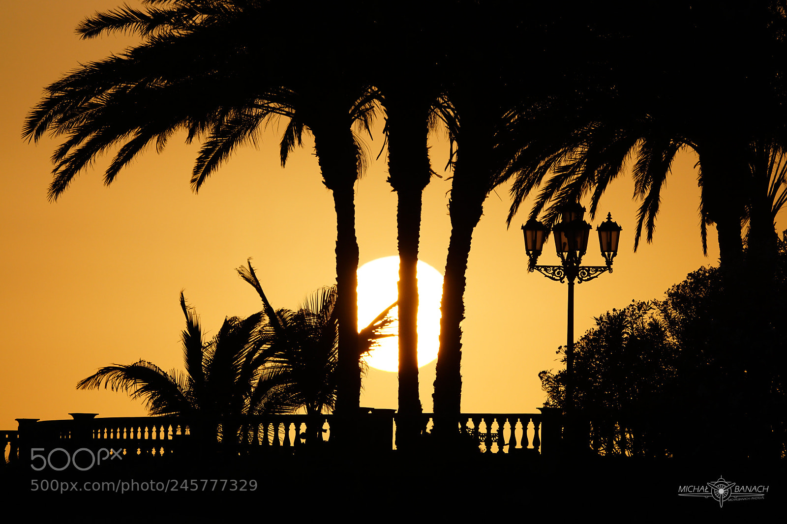 Sony ILCA-77M2 sample photo. Sun caught between palm photography