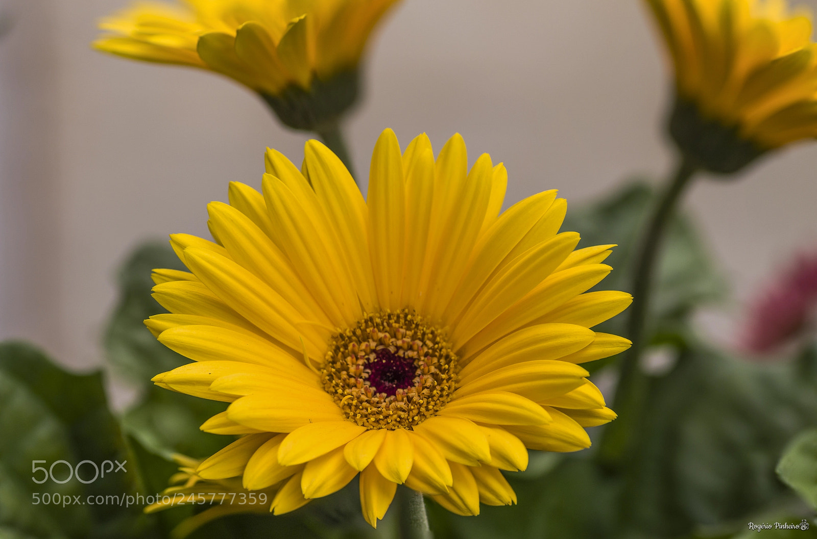 Canon EOS 7D Mark II sample photo. Macro photography