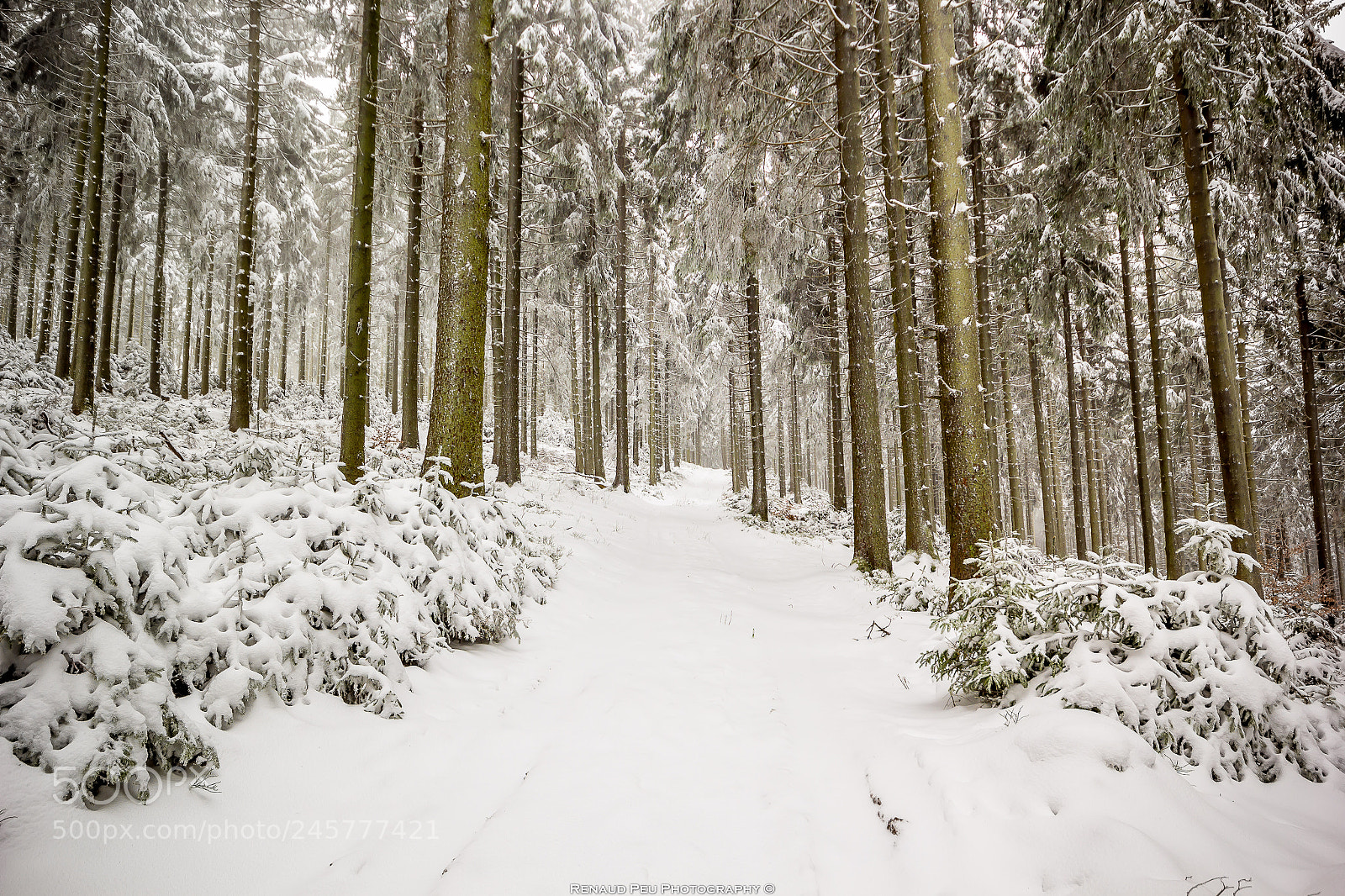 Canon EOS 60D sample photo. White path in taunus photography