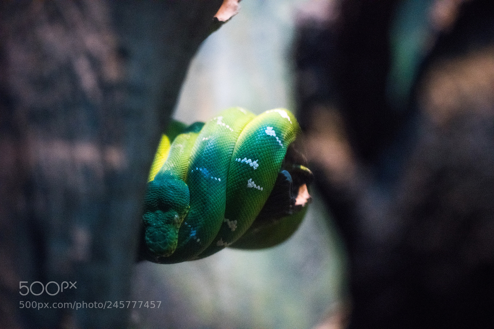 Nikon D850 sample photo. Snake photography