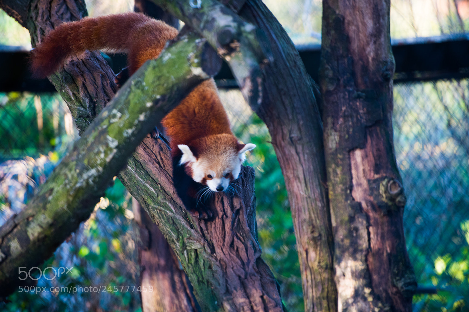 Nikon D850 sample photo. Red panda photography