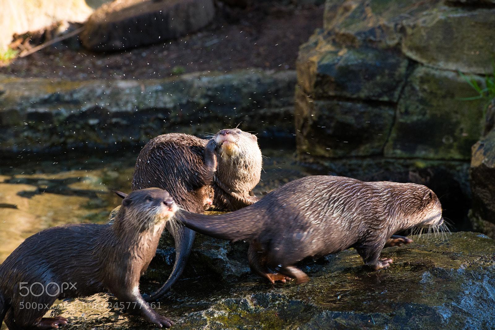 Nikon D850 sample photo. Beaver photography