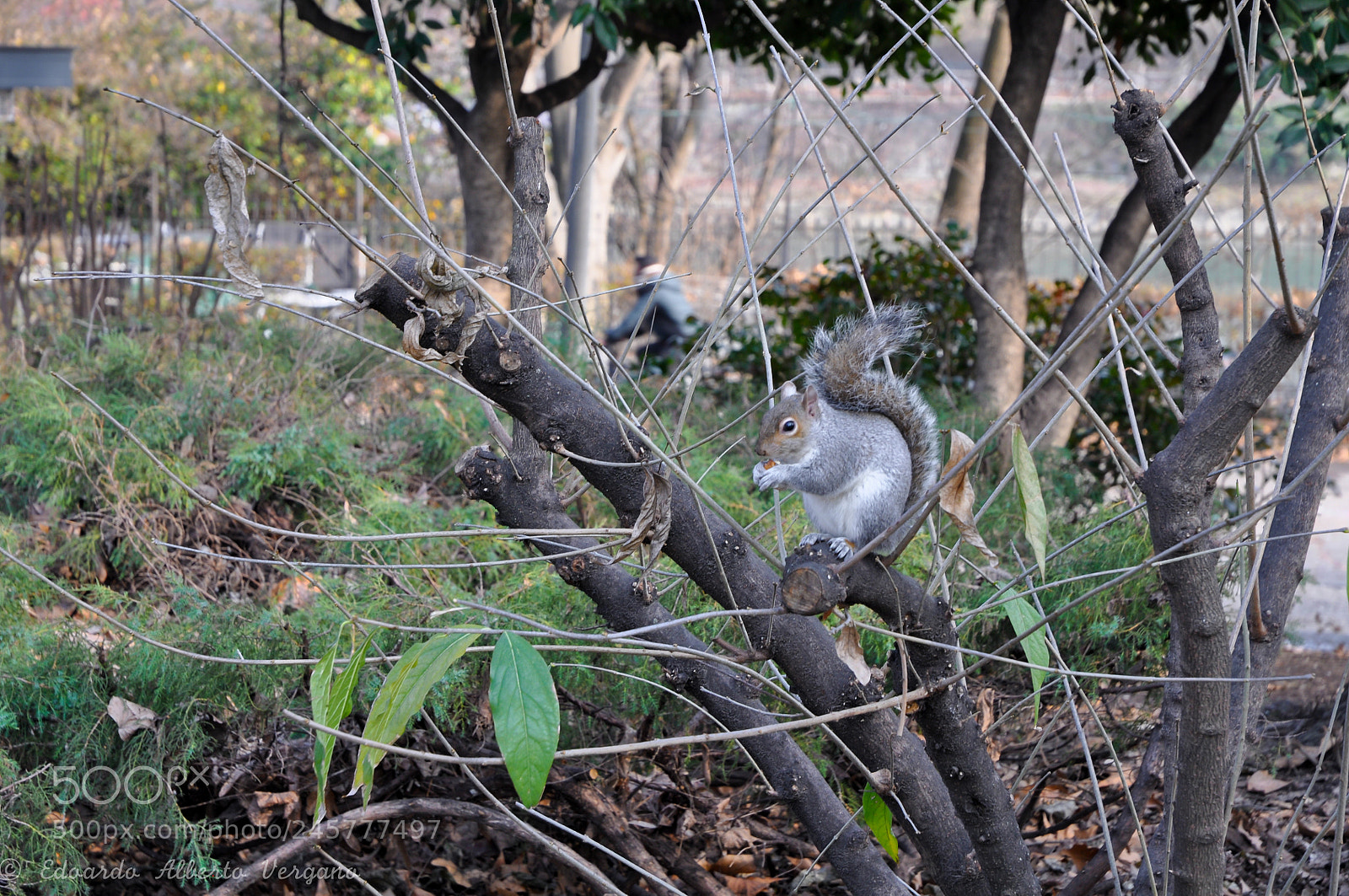 Nikon D5000 sample photo. Squirrel.. photography