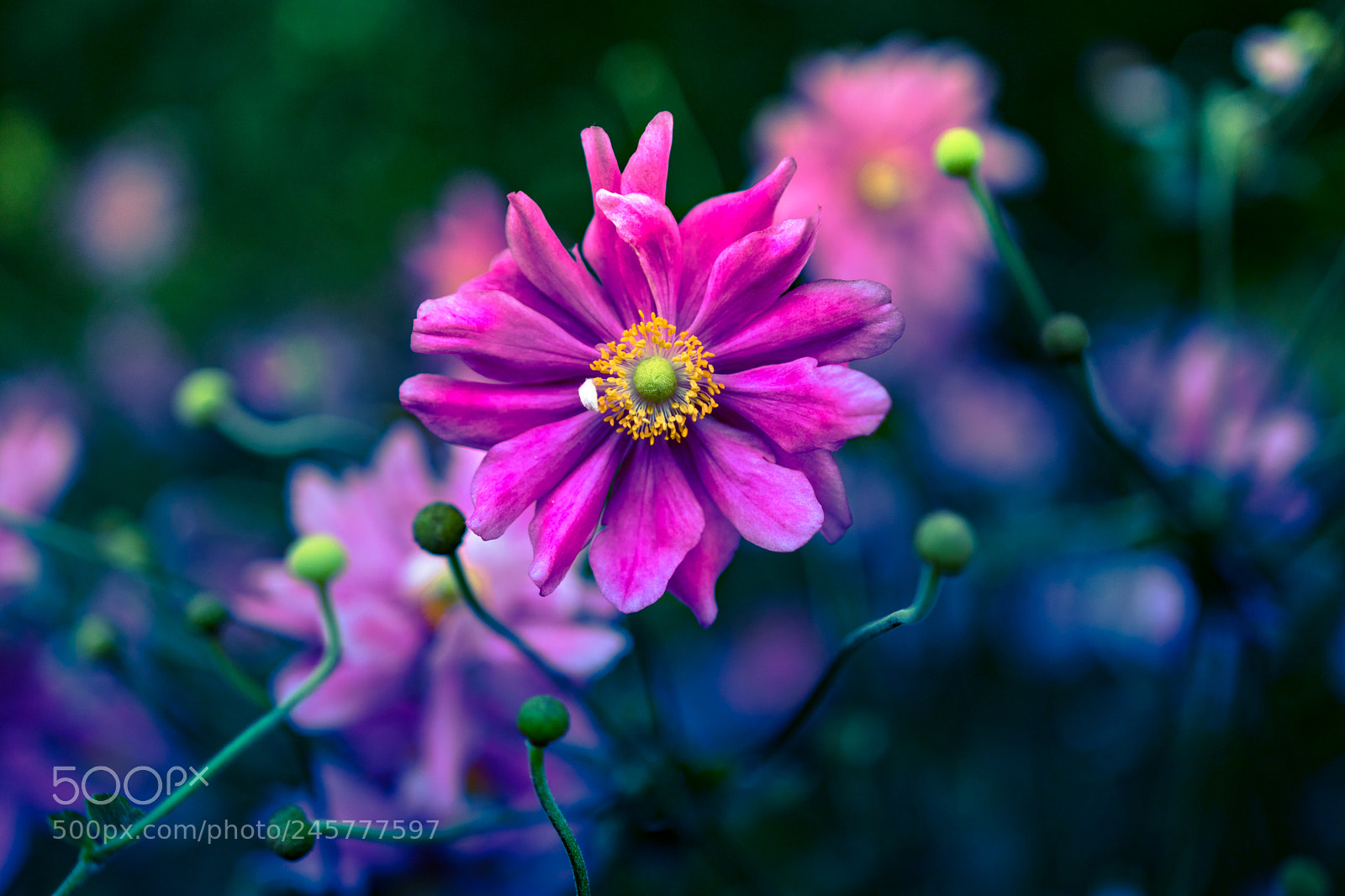 Sony a6300 sample photo. Pink beauty photography