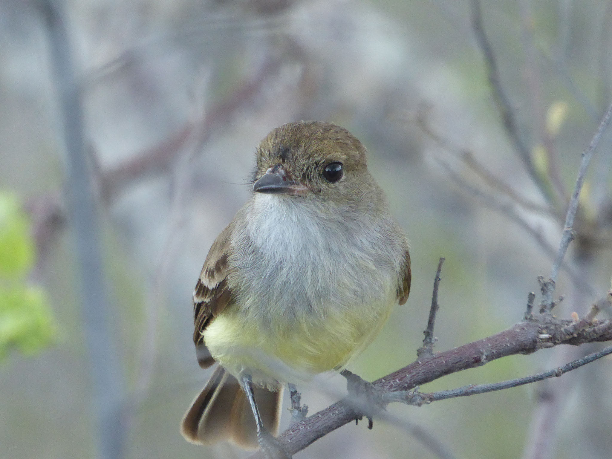 Panasonic Lumix DMC-ZS50 (Lumix DMC-TZ70) sample photo. Warbler photography