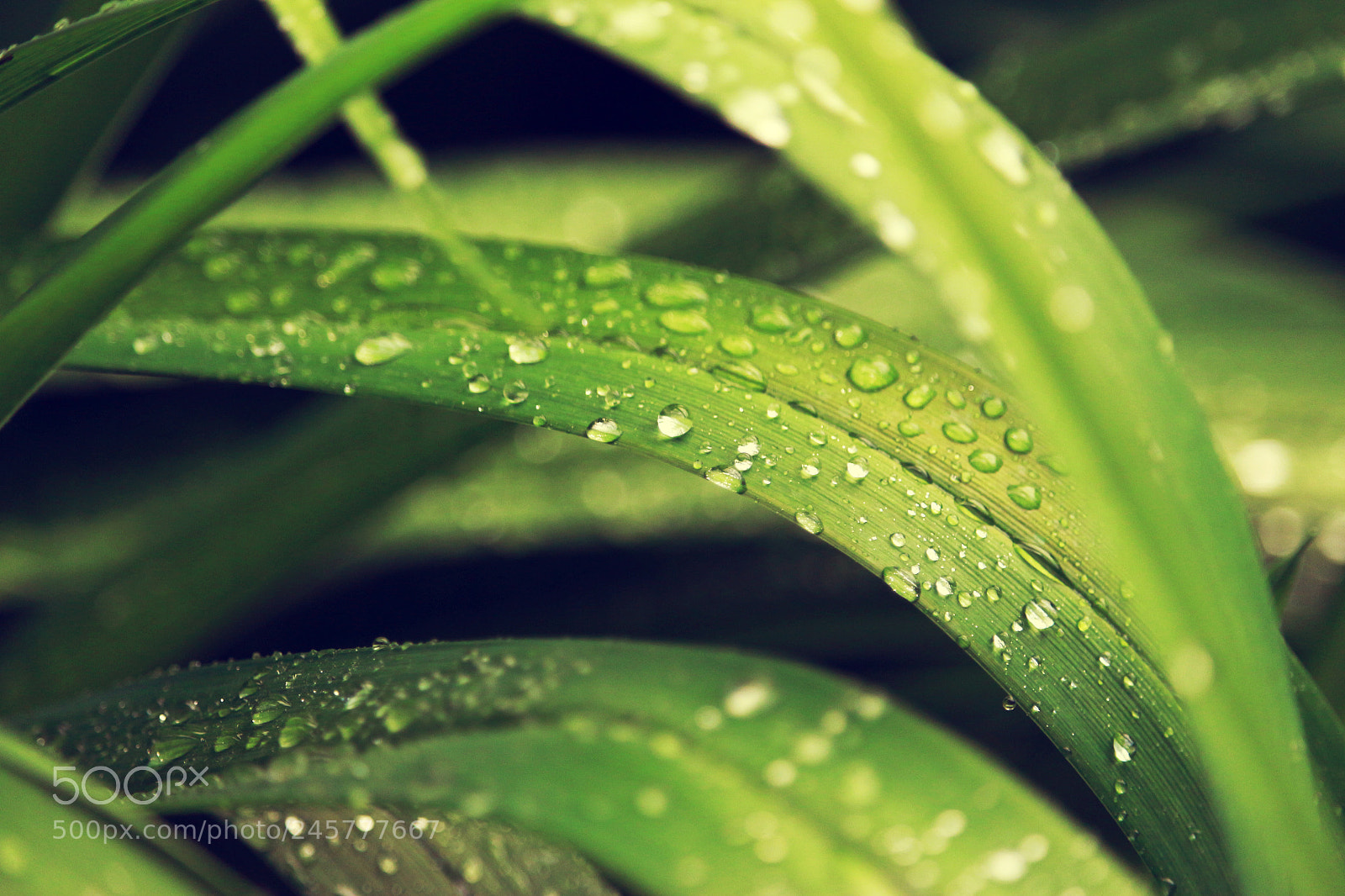 Canon EOS 700D (EOS Rebel T5i / EOS Kiss X7i) sample photo. Douce pluie photography