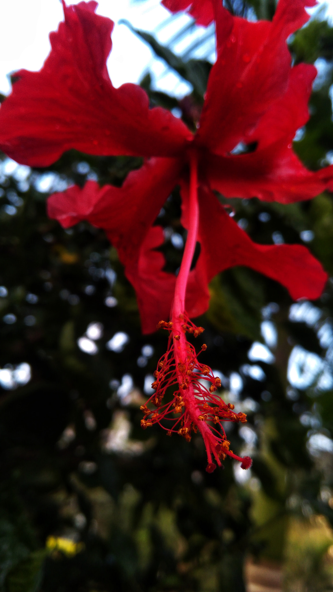 Lenovo K6 NOTE sample photo. Hibiscus photography