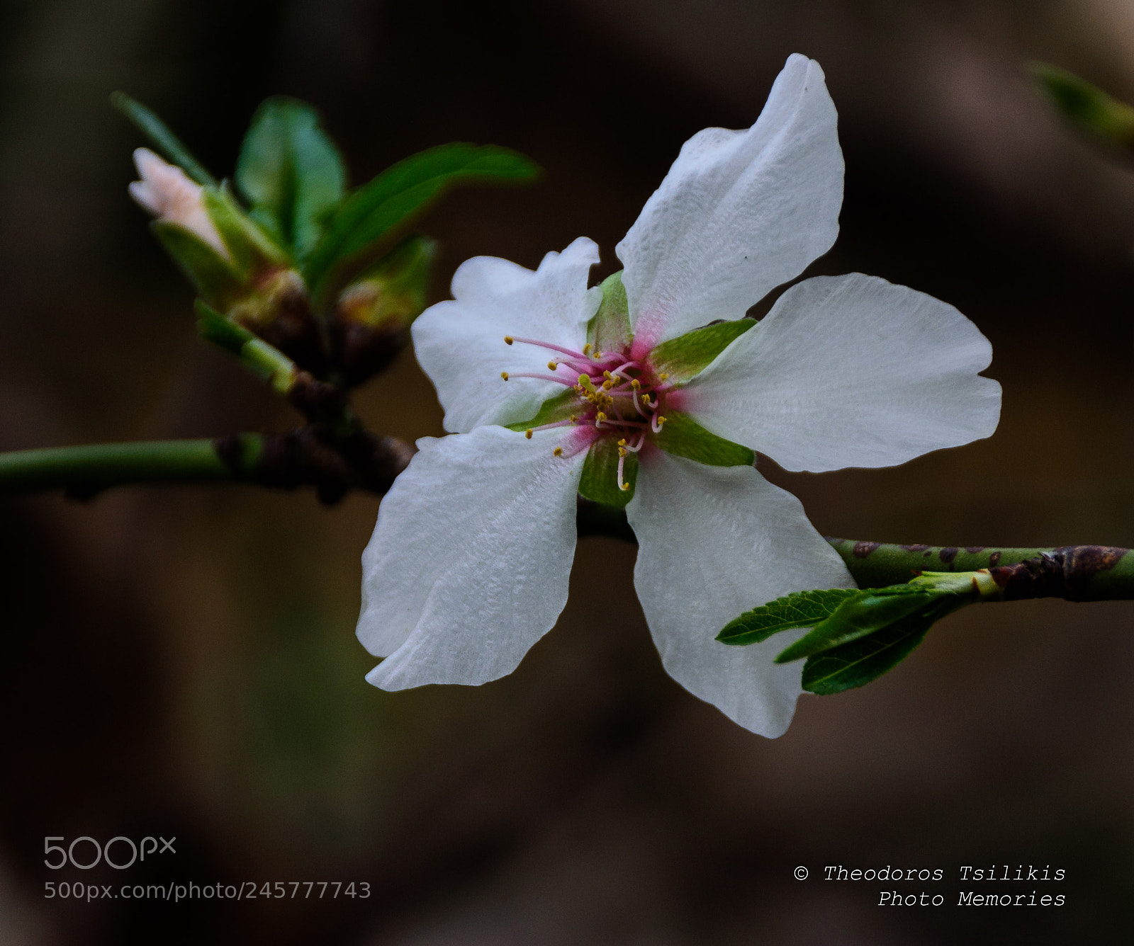 Nikon D7200 sample photo. Almond blossom photography