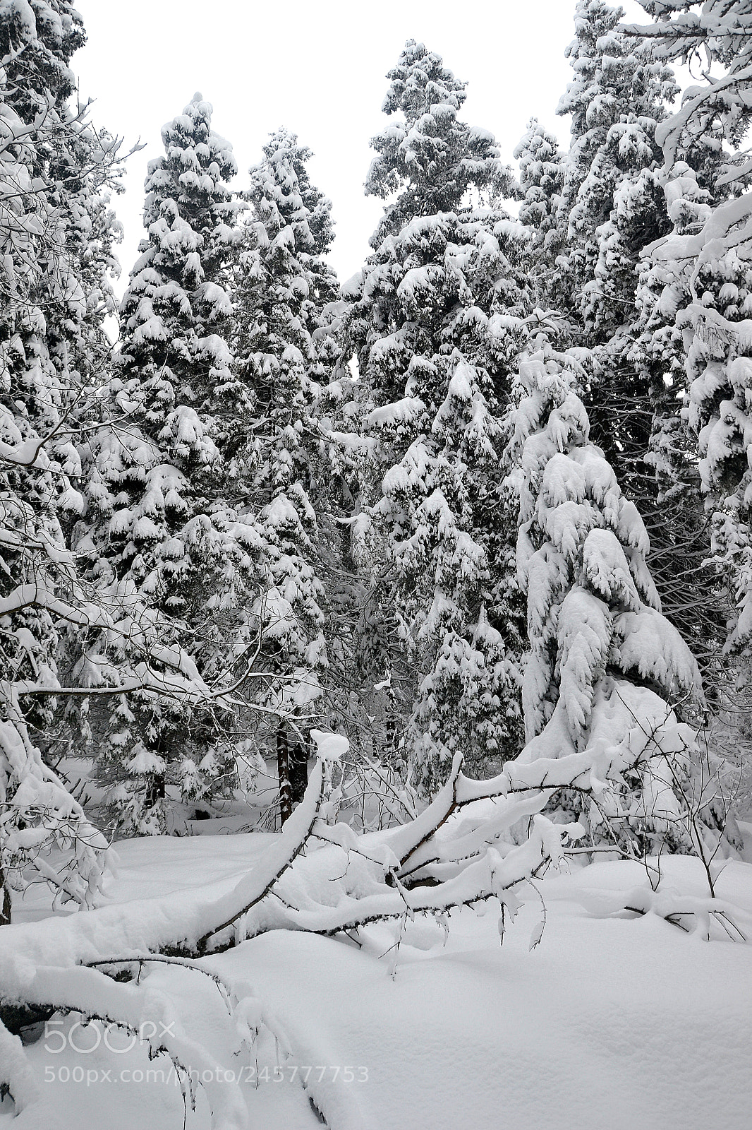 Nikon D3100 sample photo. Winter photography