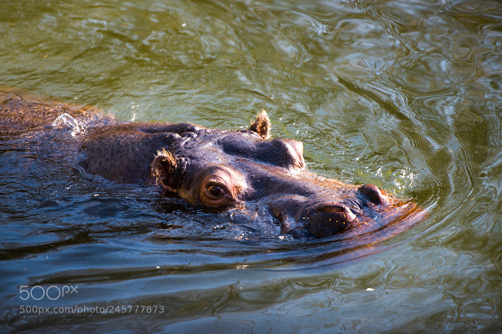 Nikon D850 sample photo. Hippo photography