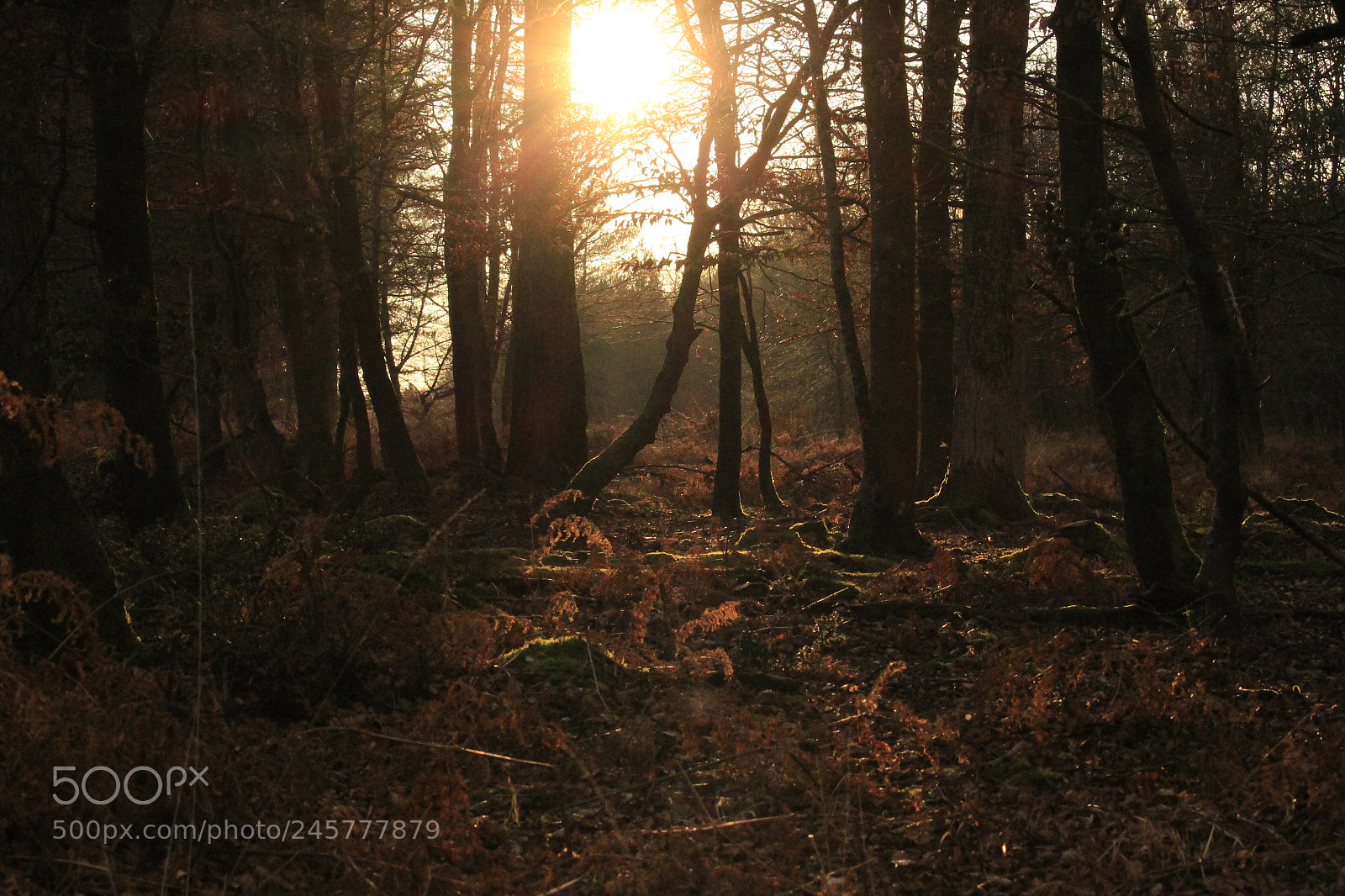 Canon EOS 700D (EOS Rebel T5i / EOS Kiss X7i) sample photo. Sunset through the trees photography