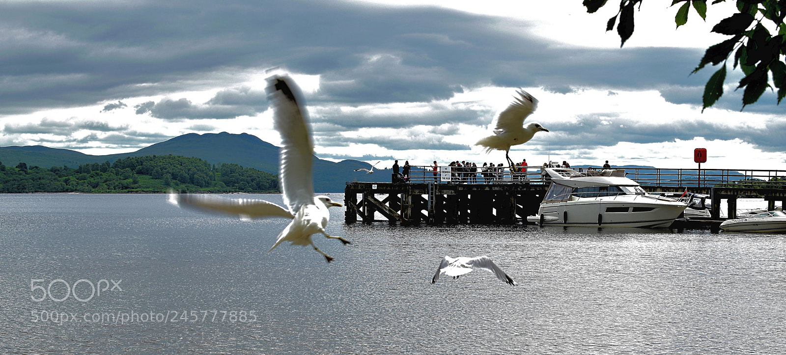 Nikon D5500 sample photo. Luss birds photography