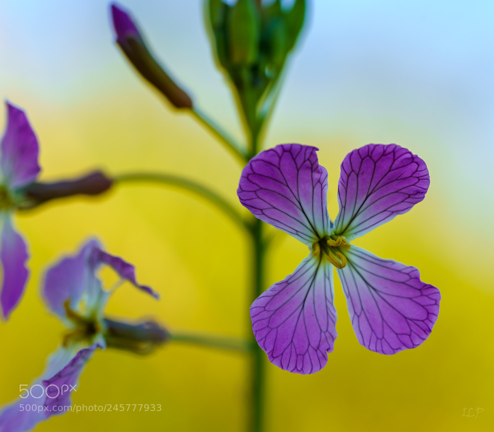 Sony a7R III sample photo. Wild flowers photography