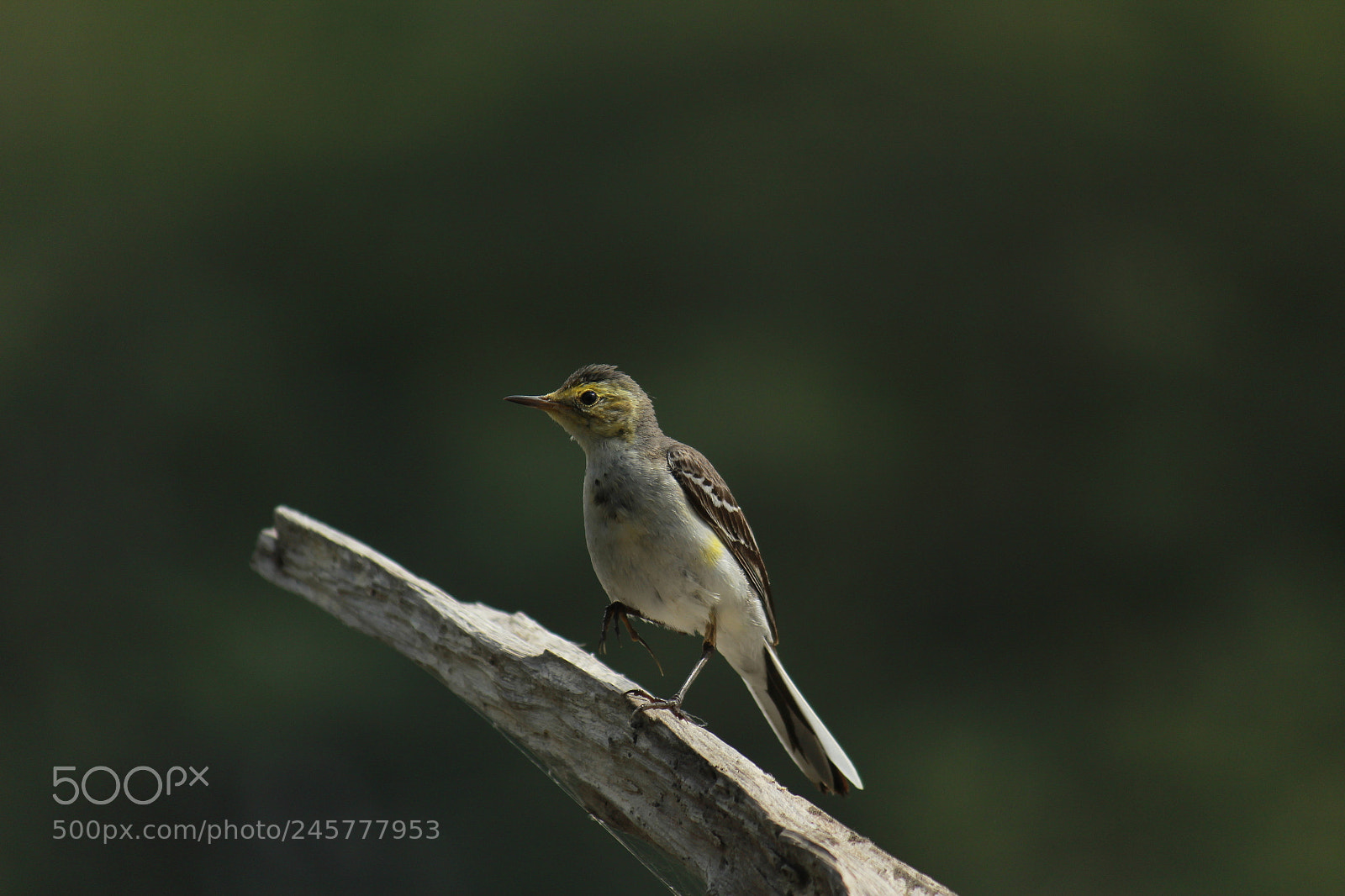 Canon EF-S 55-250mm F4-5.6 IS II sample photo. Western yellow wagtail photography