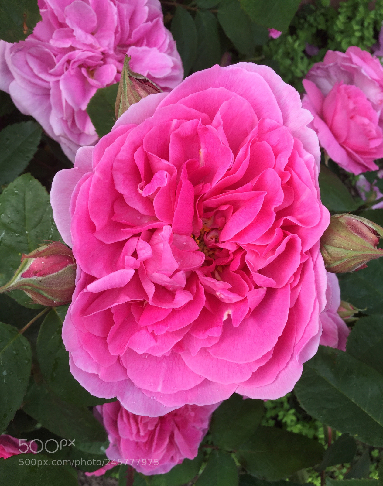 Apple iPod touch sample photo. Gertrude jekyll again! photography