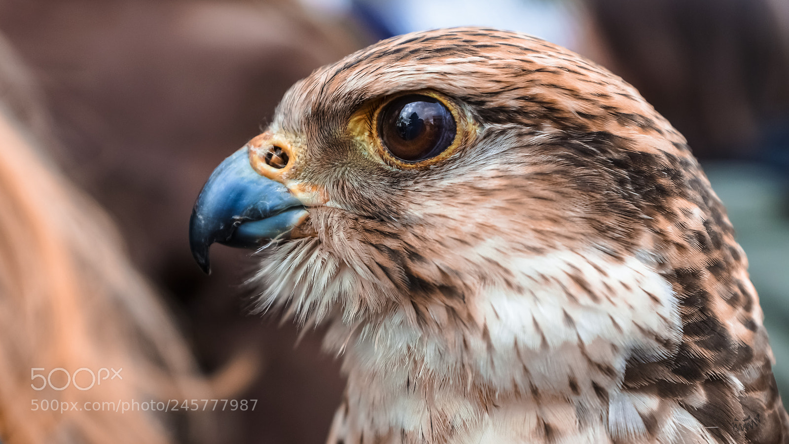 Sony SLT-A77 sample photo. Kind of falcon photography