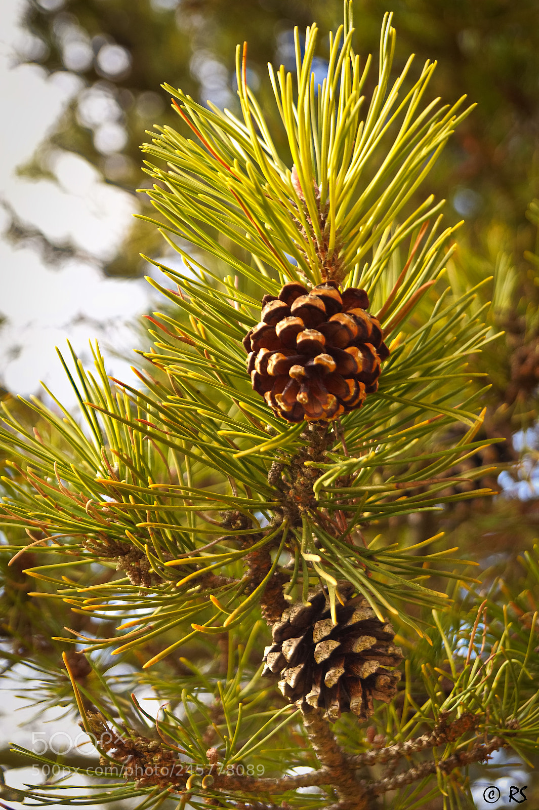 Sony SLT-A58 sample photo. Cone photography